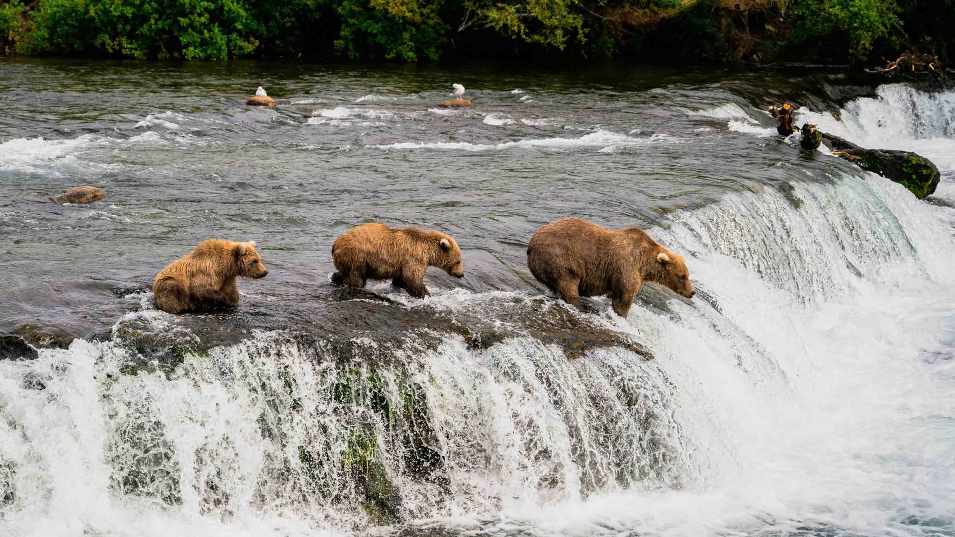 Bears catching salmon in the river.