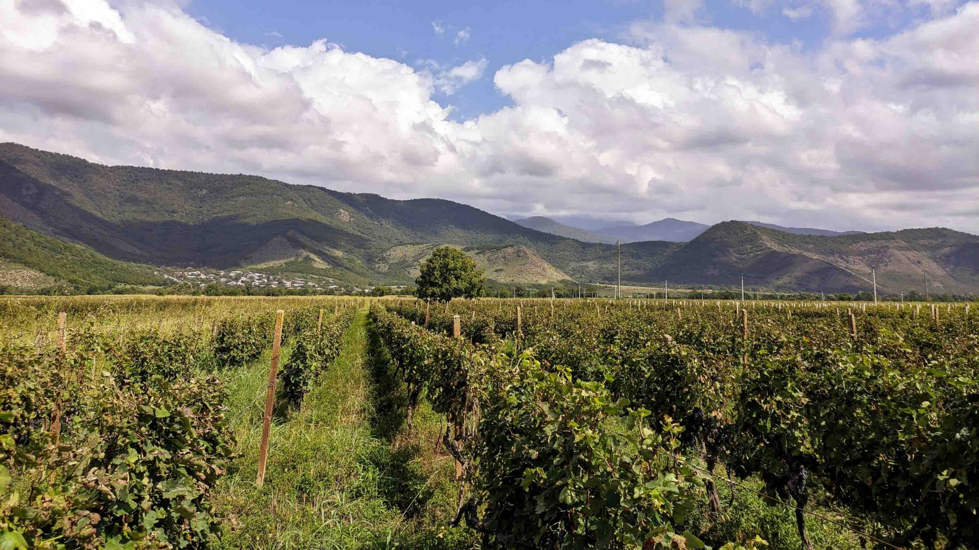 Rows of grapes at a vineyard.