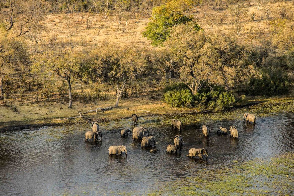 Elephants bathe in a river.