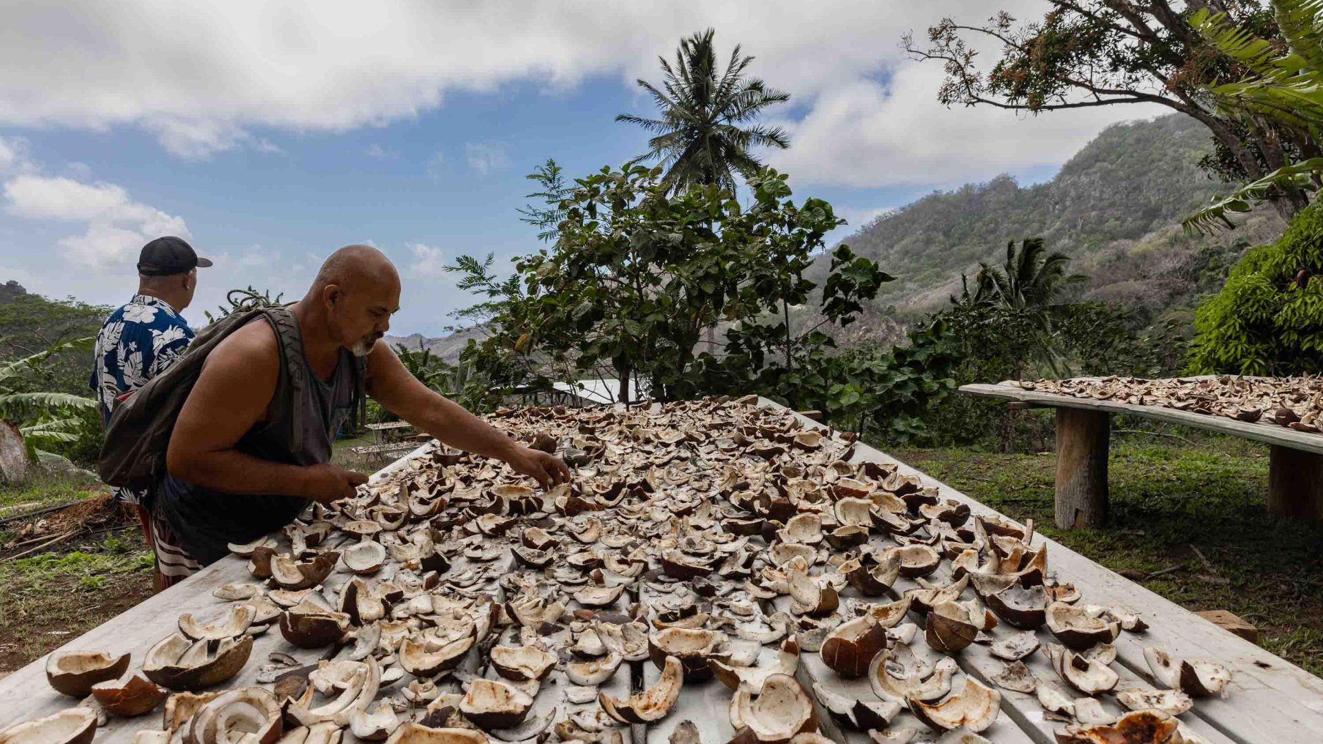 A man shows the copra, or coconut fibres, drying in the sun.