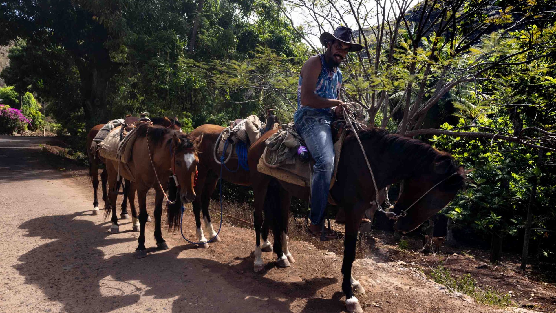 A man guides some horses down a path.