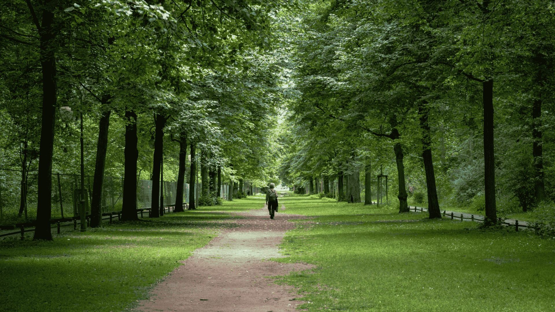 A dirt path cuts through a forested area of the Tiergarten in Berlin. A walker is in the center of the frame in the distance.