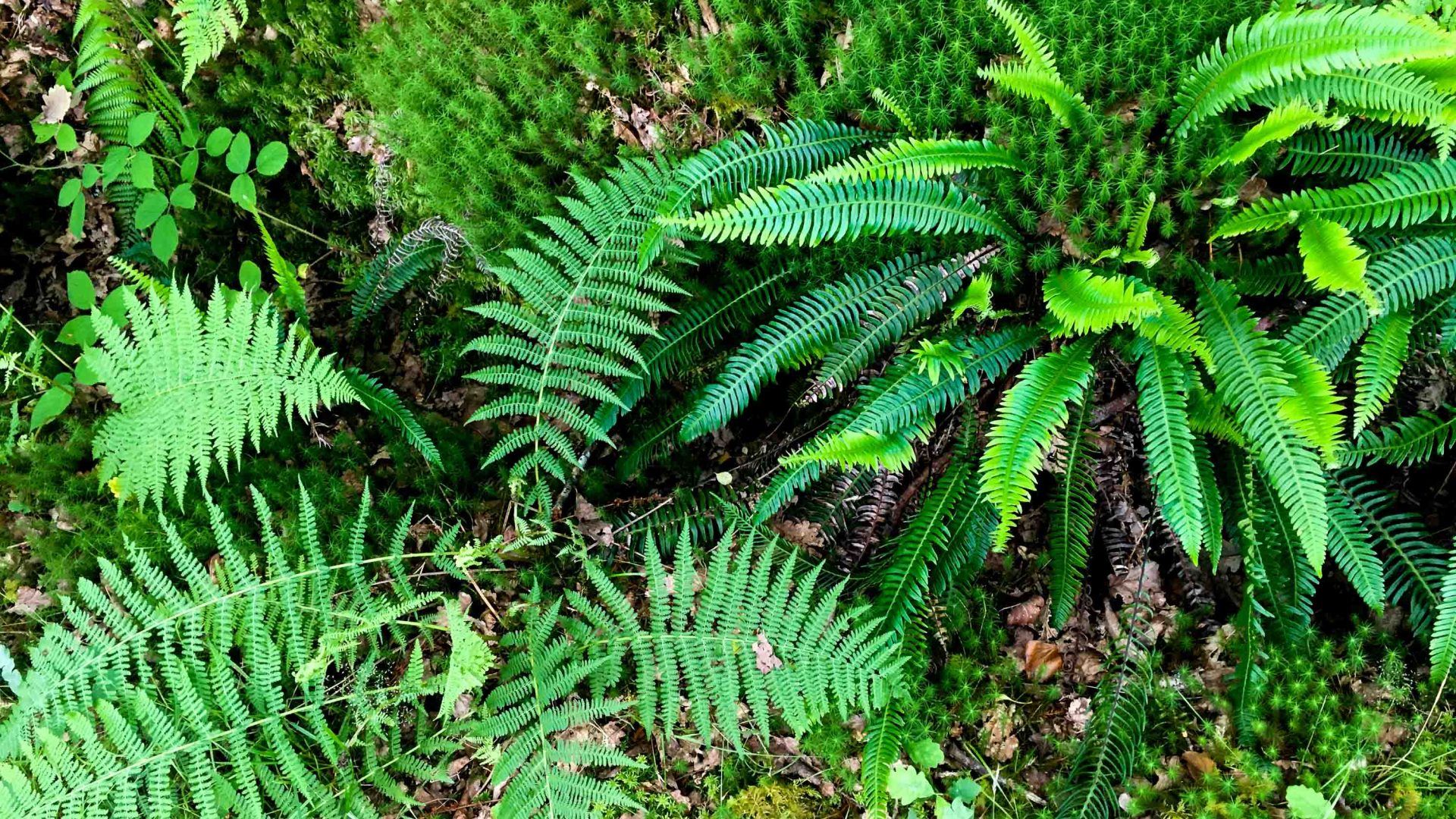 In search of Britain’s forgotten rainforests