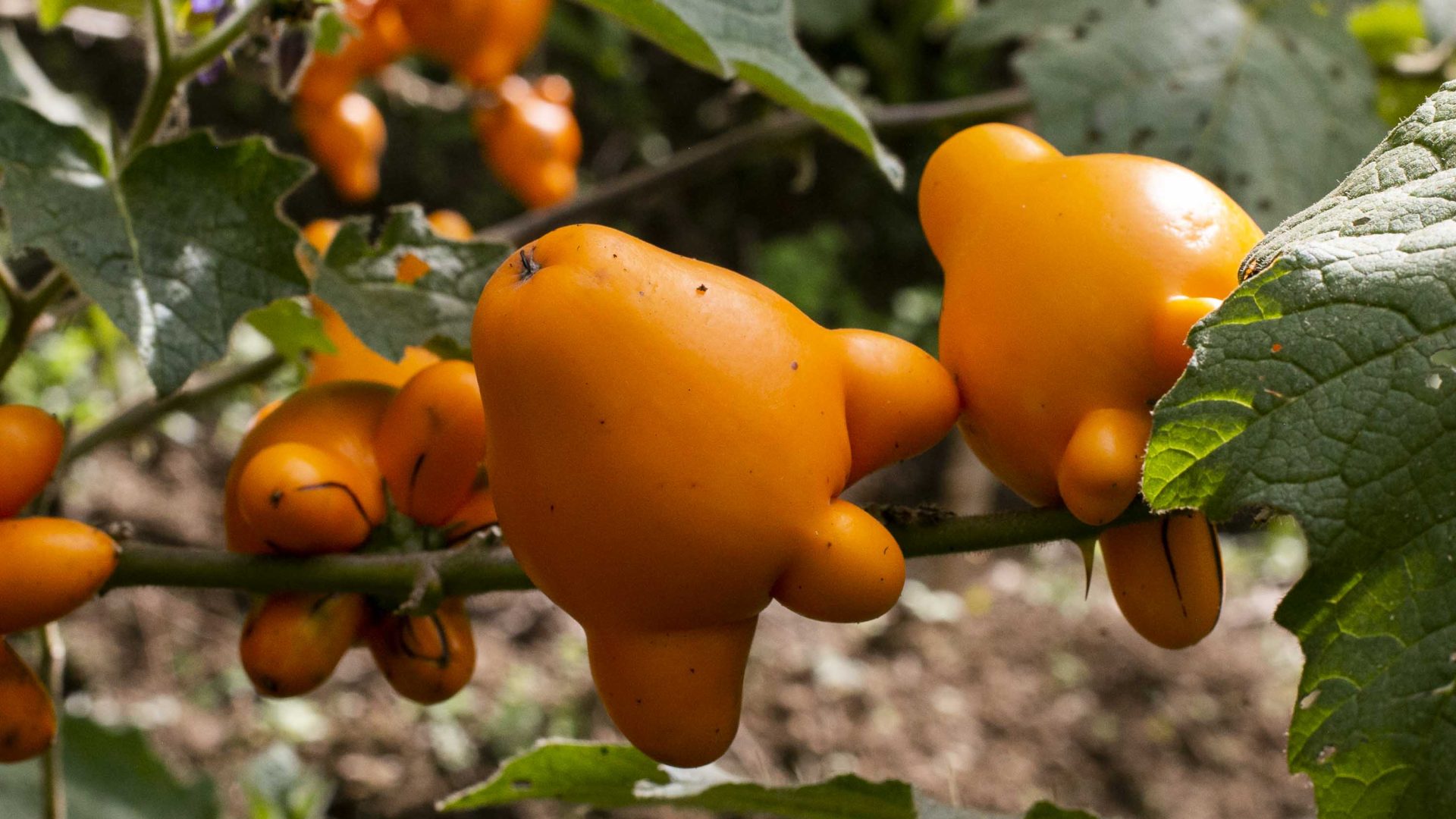 Orange fruits on a tree.