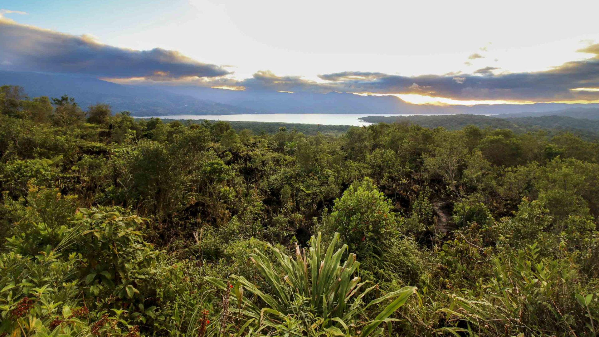 Water is visible in the distance. The foreground is the dense green forest.