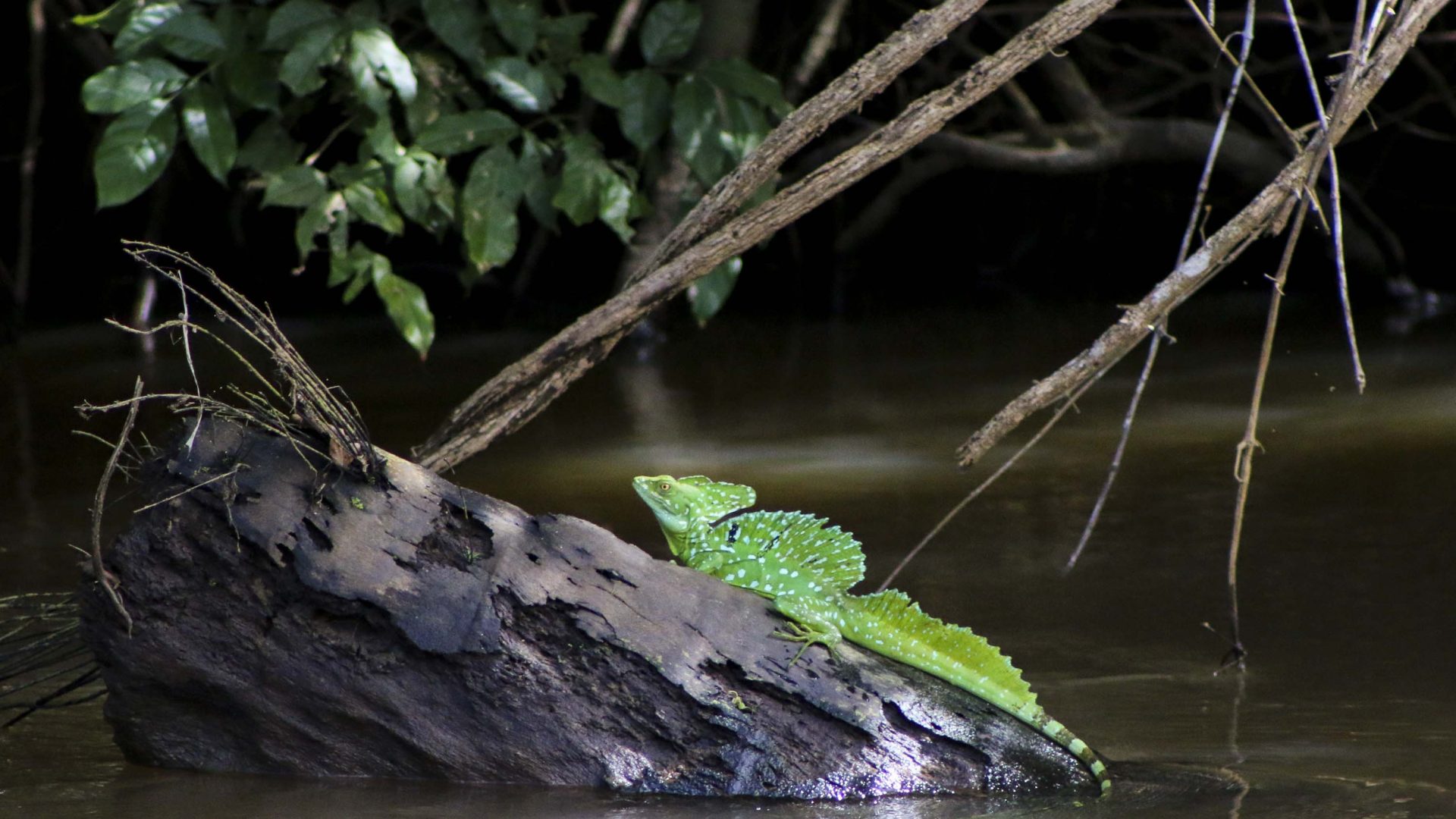 A green reptile sits on a branch by the water.