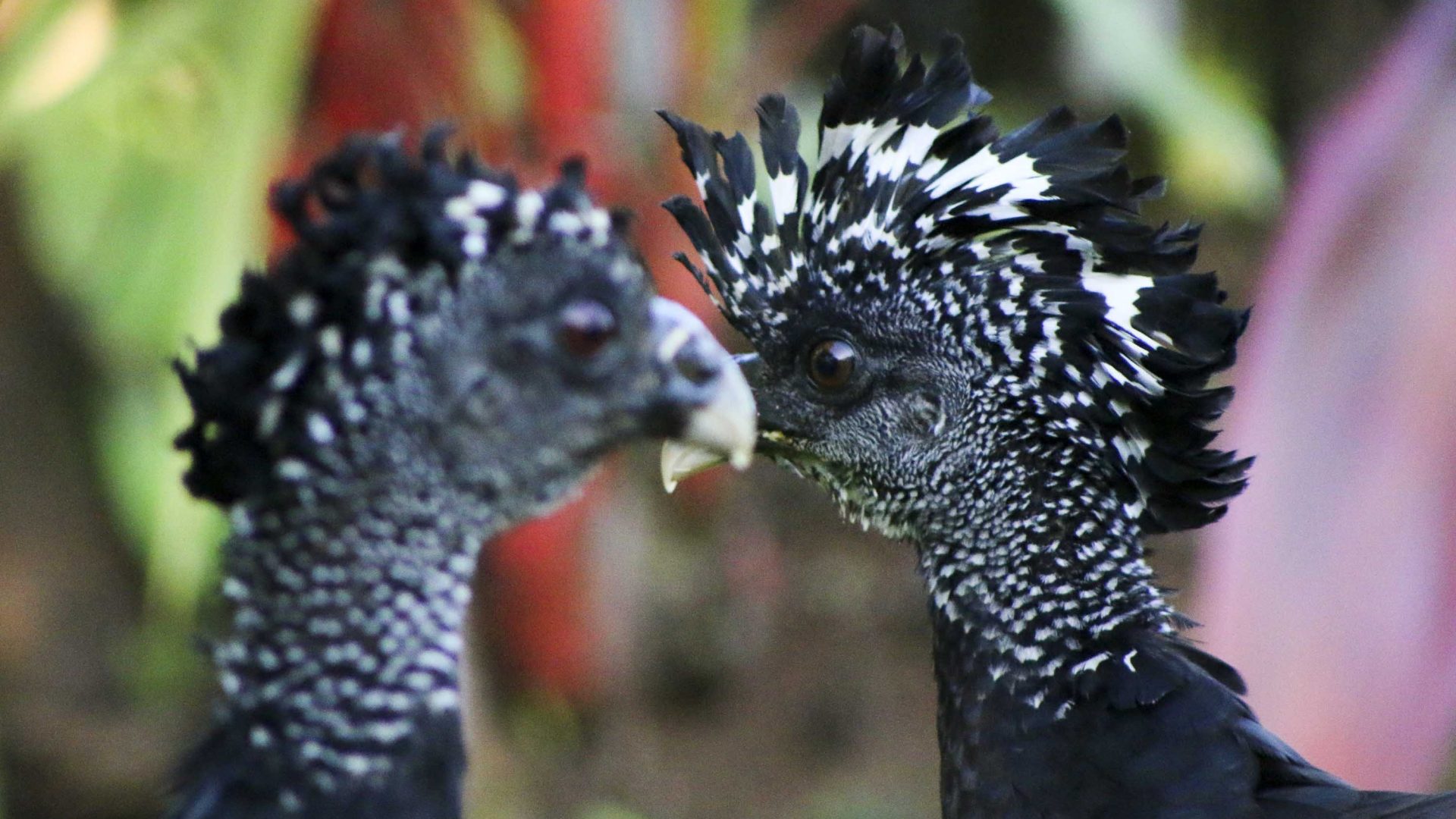 Two black and white birds have their faces close together.