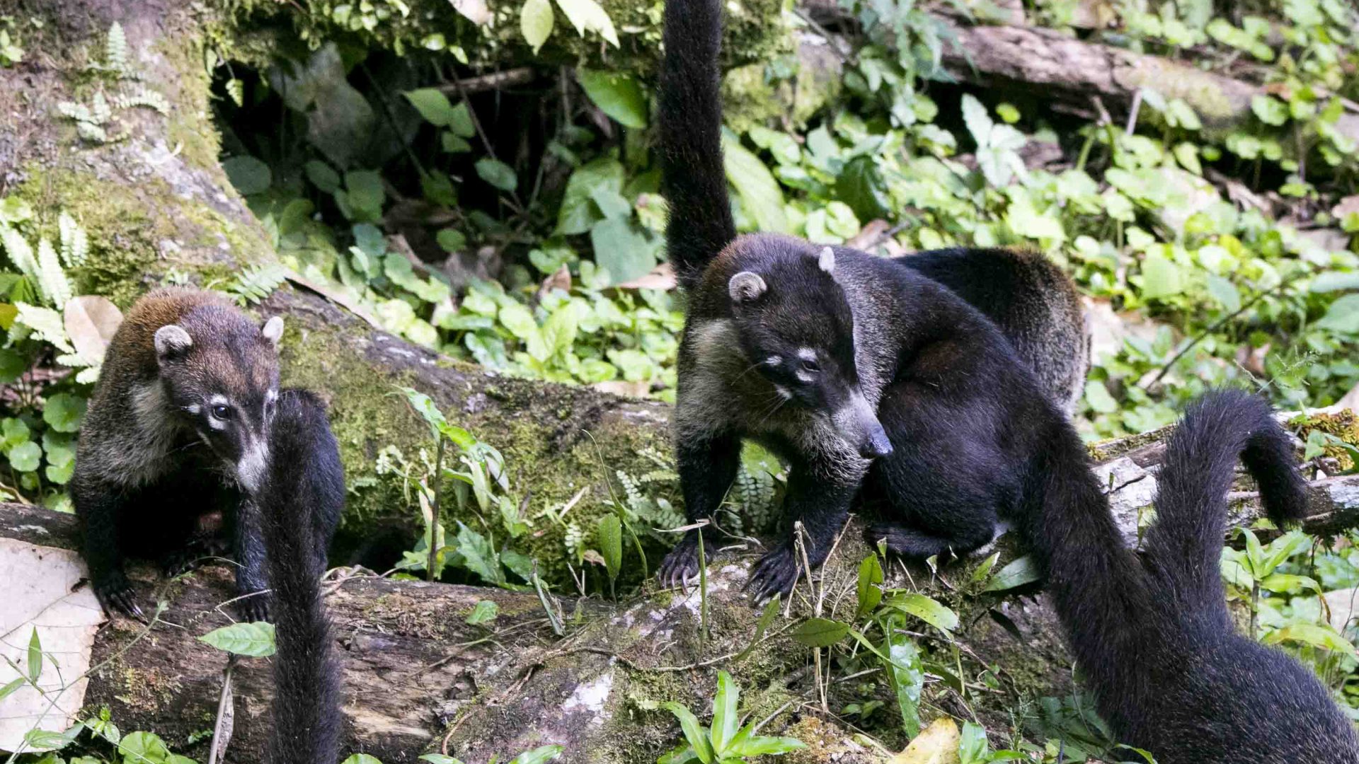 Small black, furry animals on the forest floor.