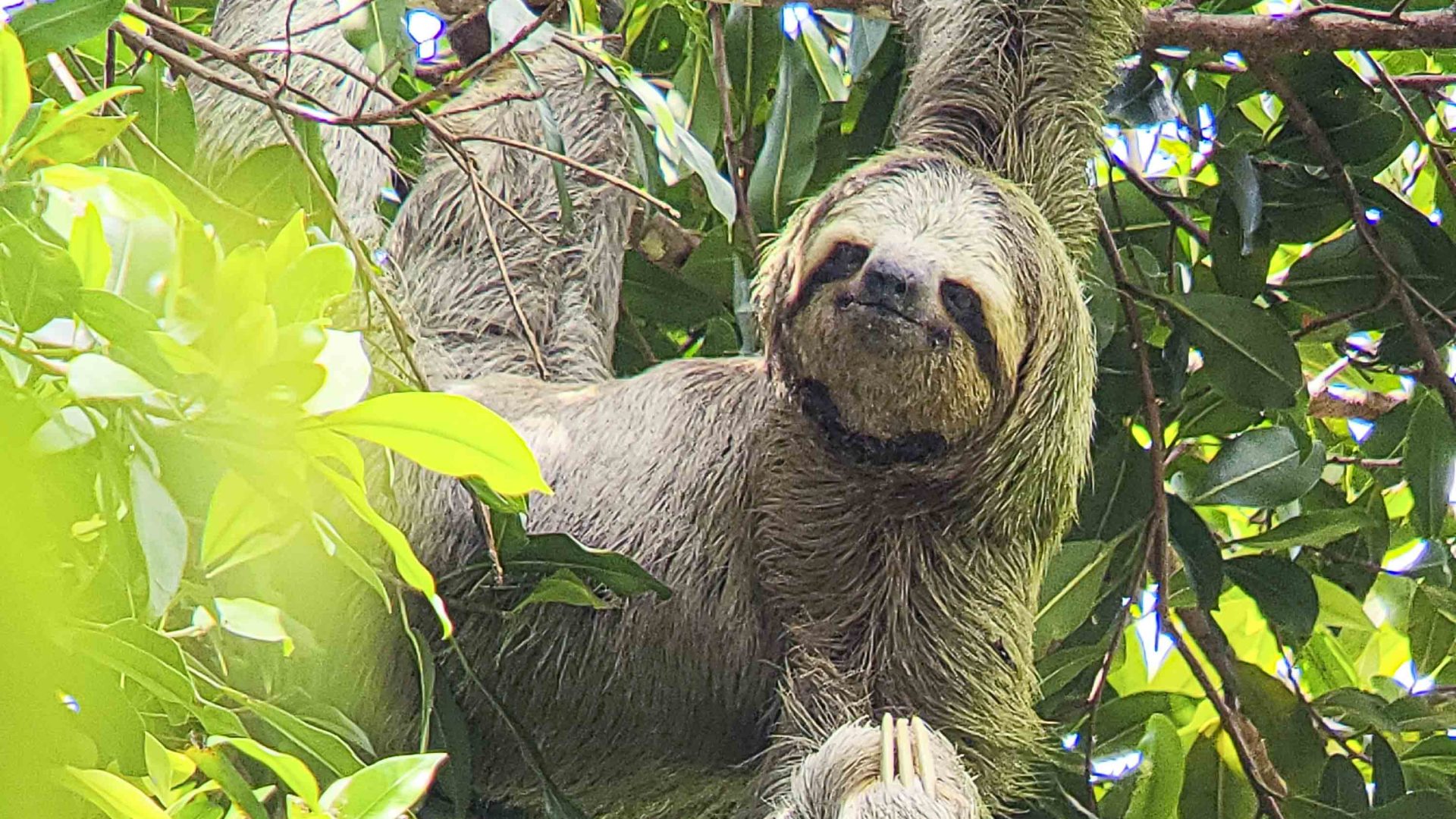 A sloth pictured in Manuel Antonio National Park in Costa Rica.