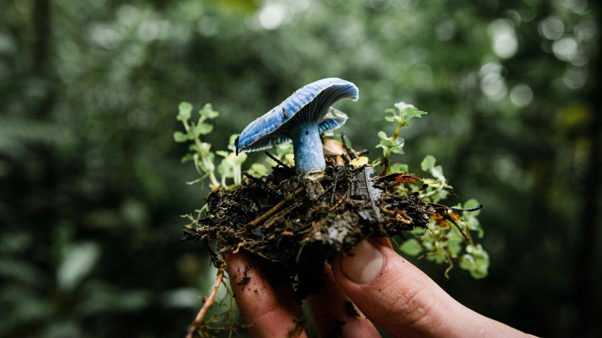 How mushrooms became Costa Rica’s newest attraction