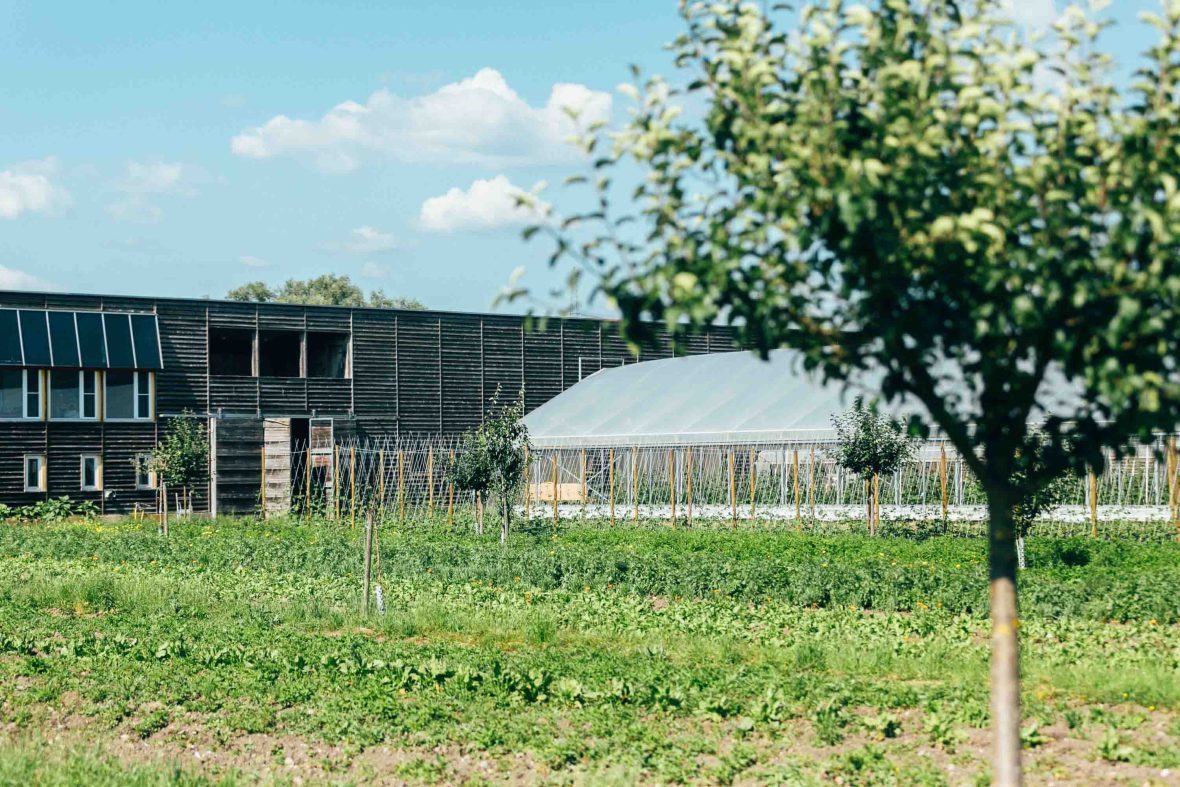 A barn and rows of green crops.