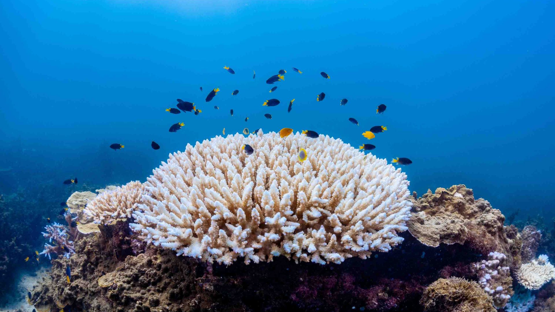 Fish swim above some bleached coral.