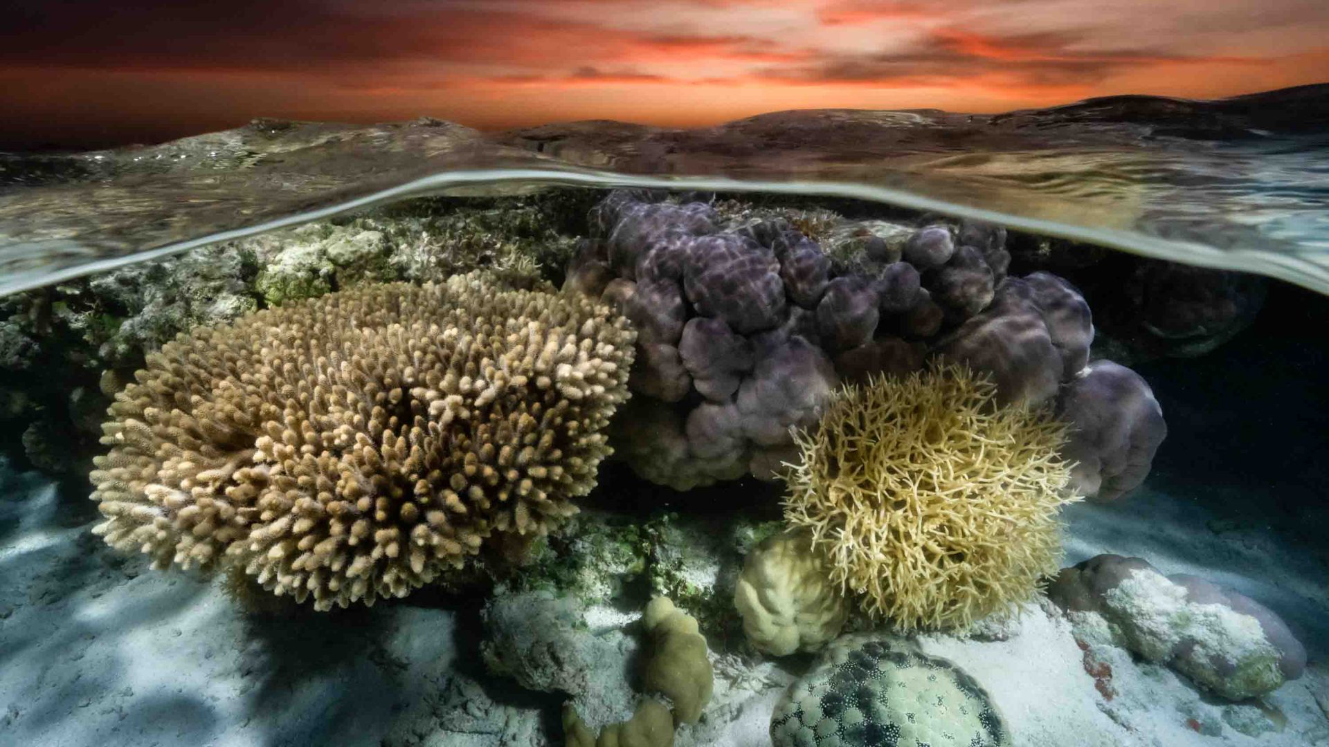 Hard corals just below the surface of the water at sunset.