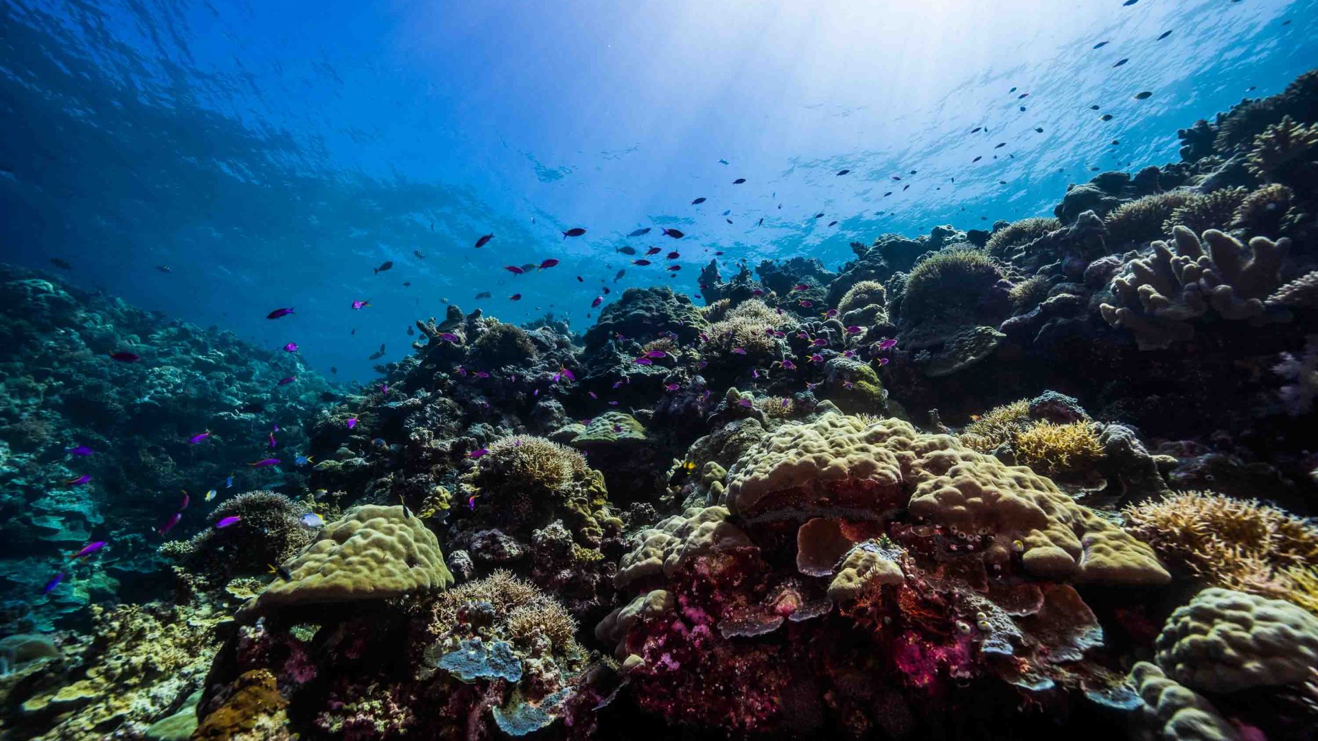 Fish swim around coral.