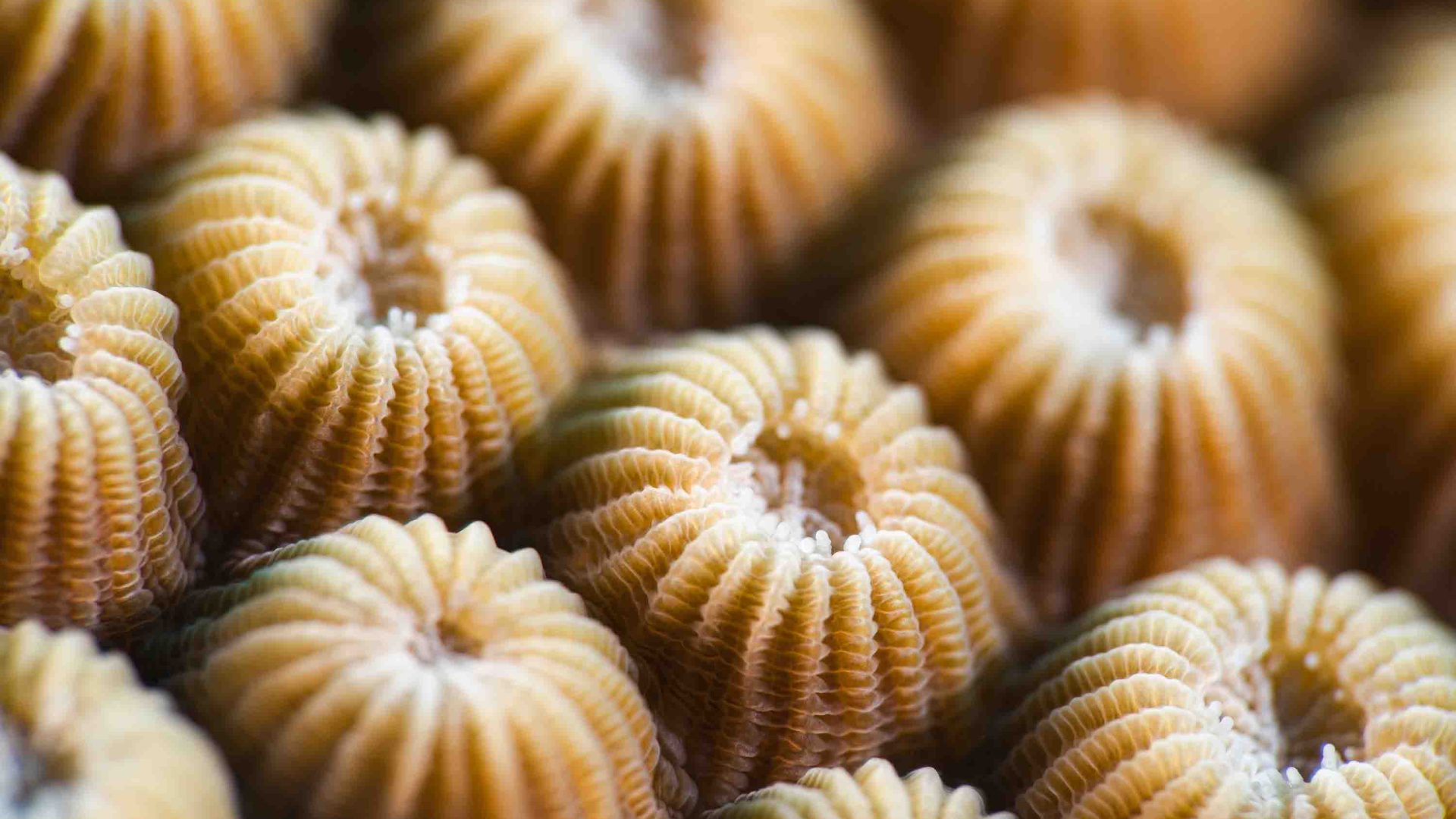 A close up of hard coral.