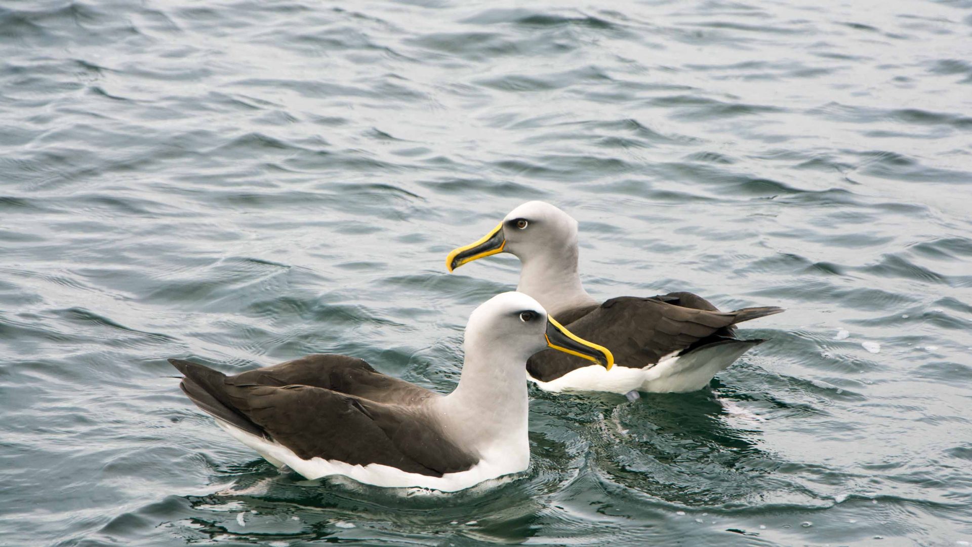 Two albatross in the water.