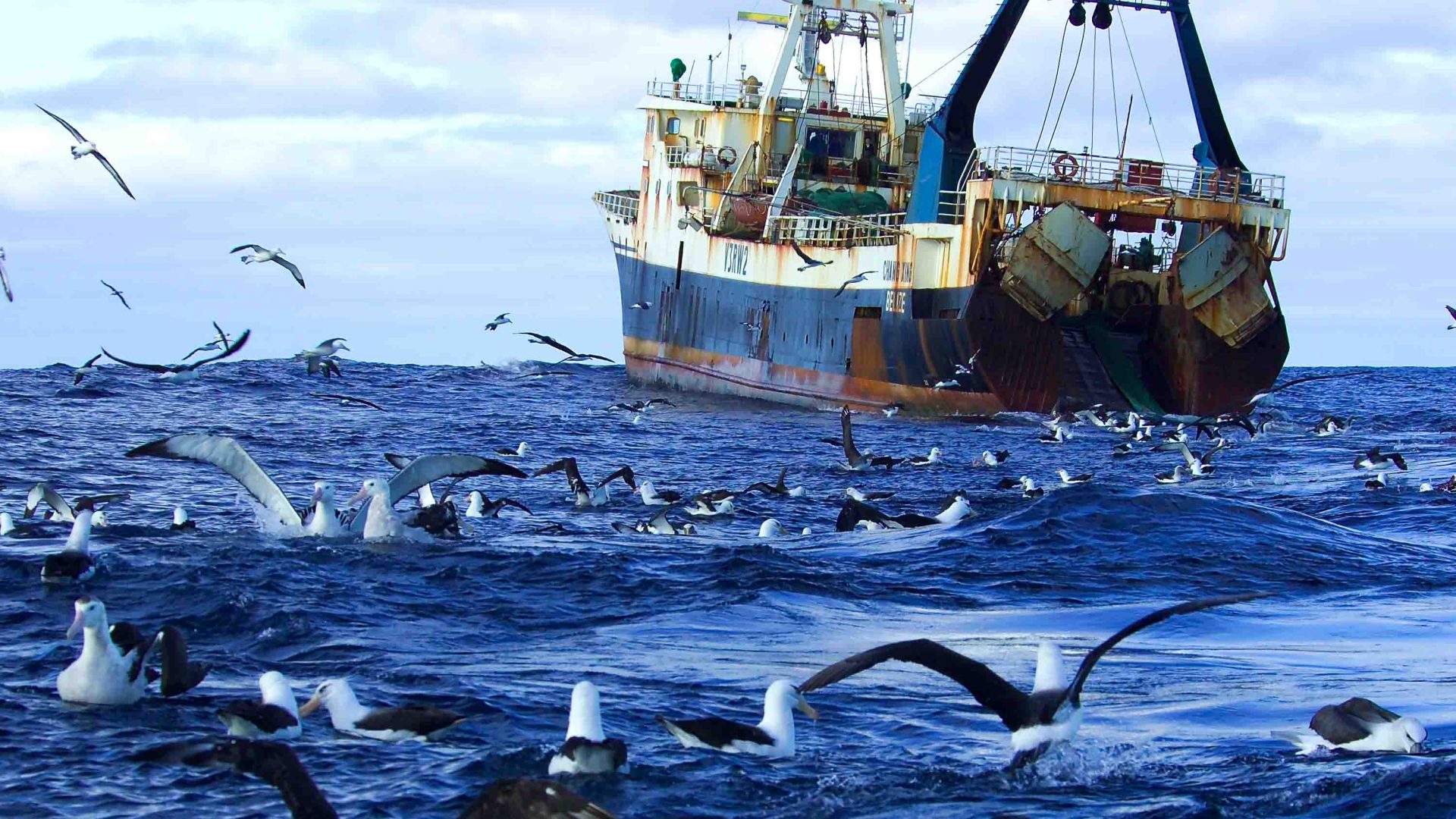 Albatross feed on fish heads in the waters near a trawling boat.