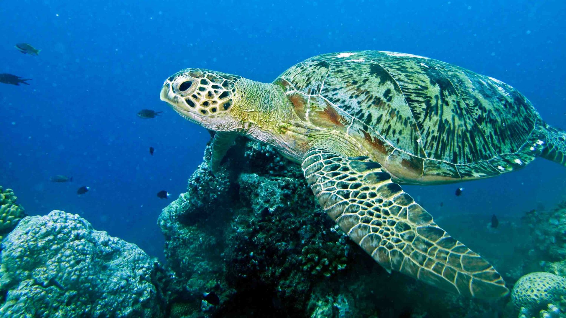 A green turtle swimming in the water.