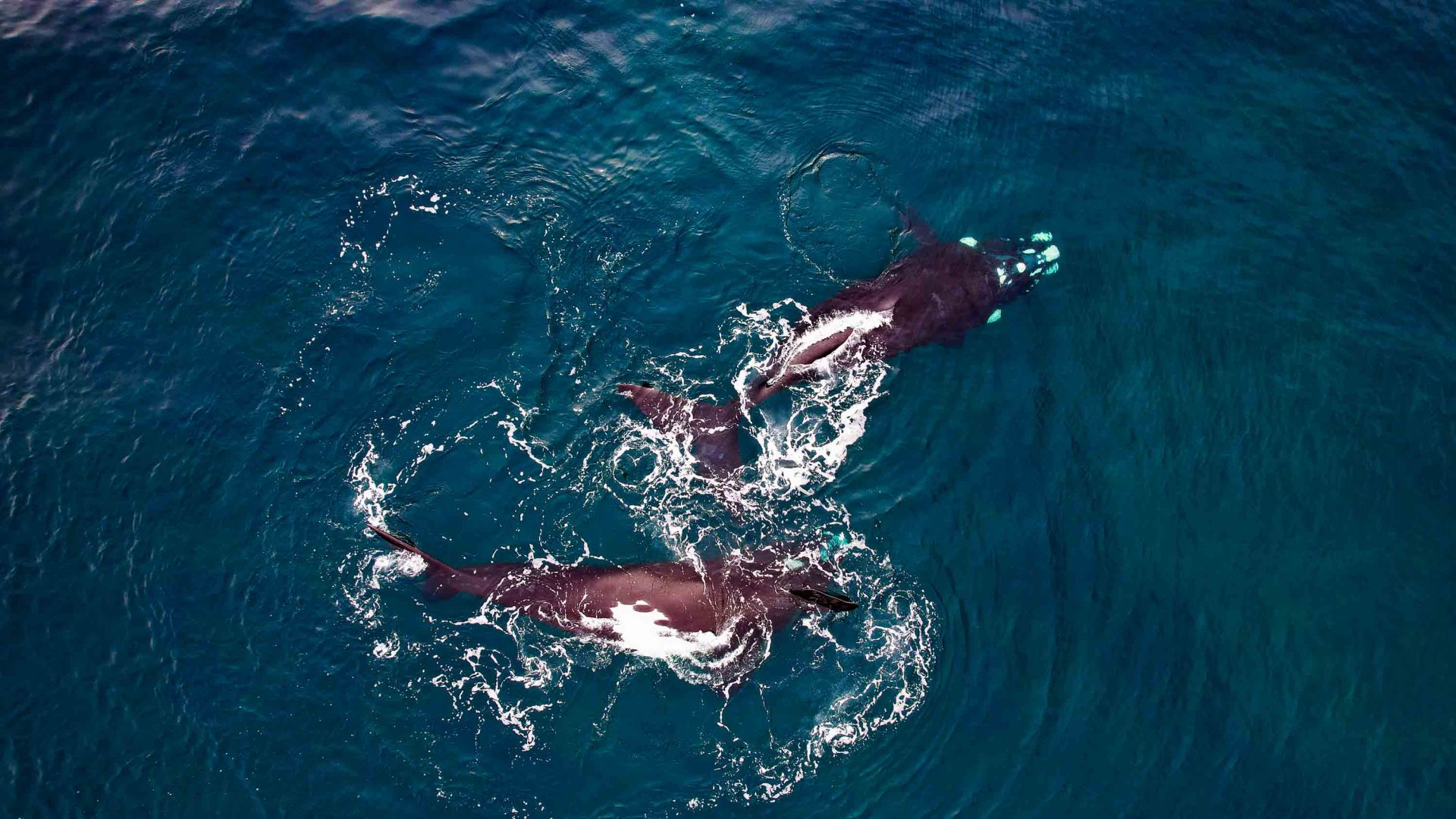 Two swimming Southern right whales as seen from above.