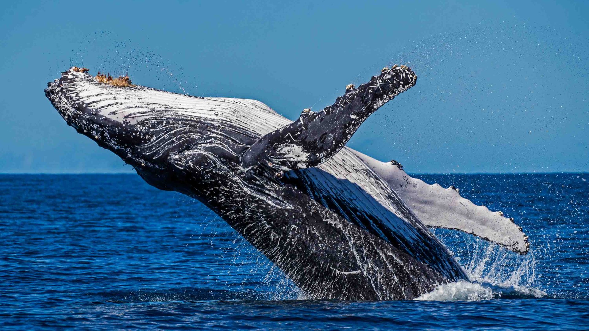 A humpback whale comes out of the water.