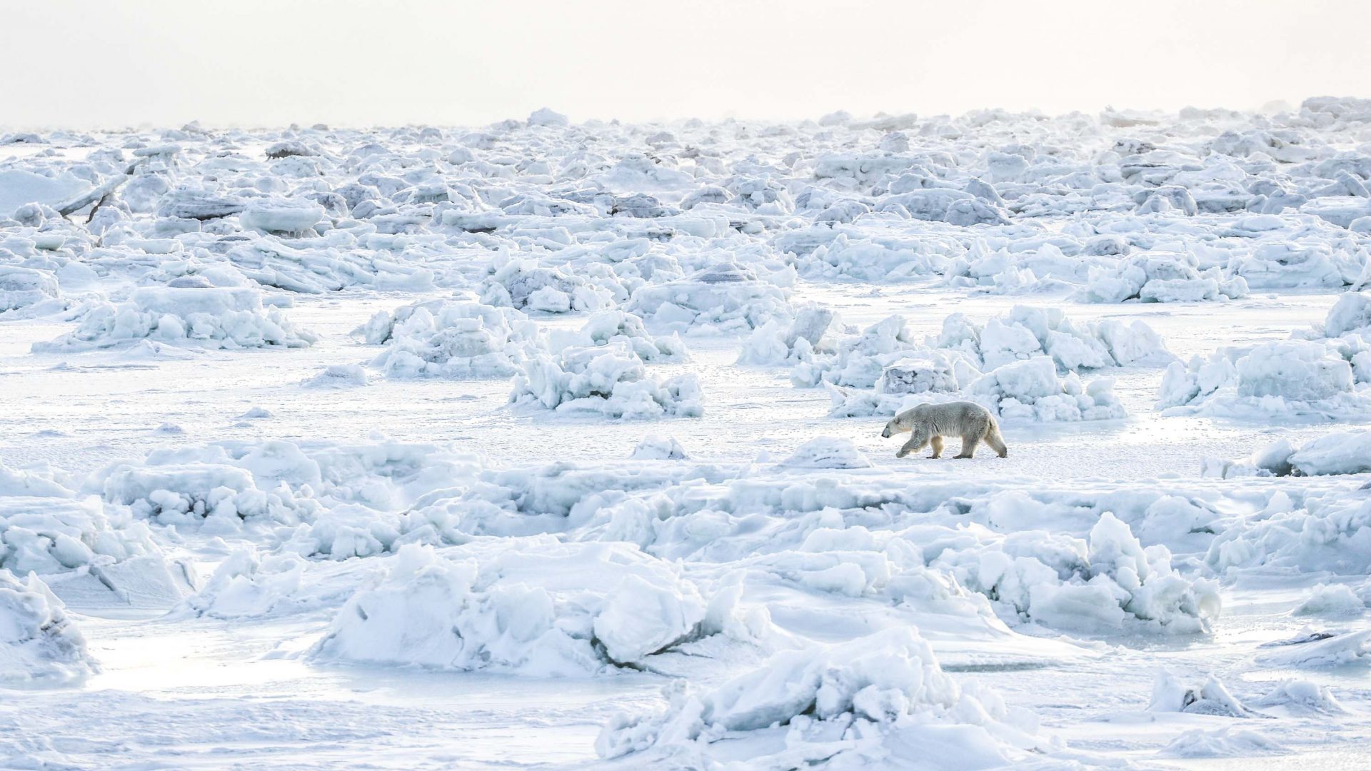 In photos: Tracing the footsteps of Manitoba’s polar bears