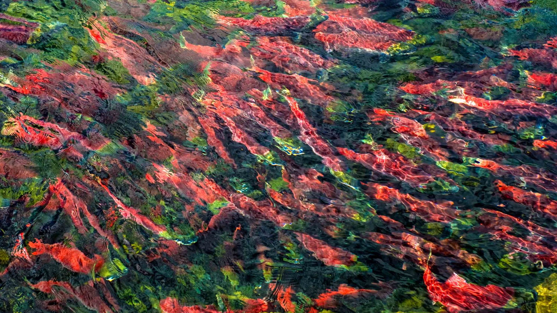 British Columbia’s sockeye salmon run is bizarre, beautiful and bittersweet