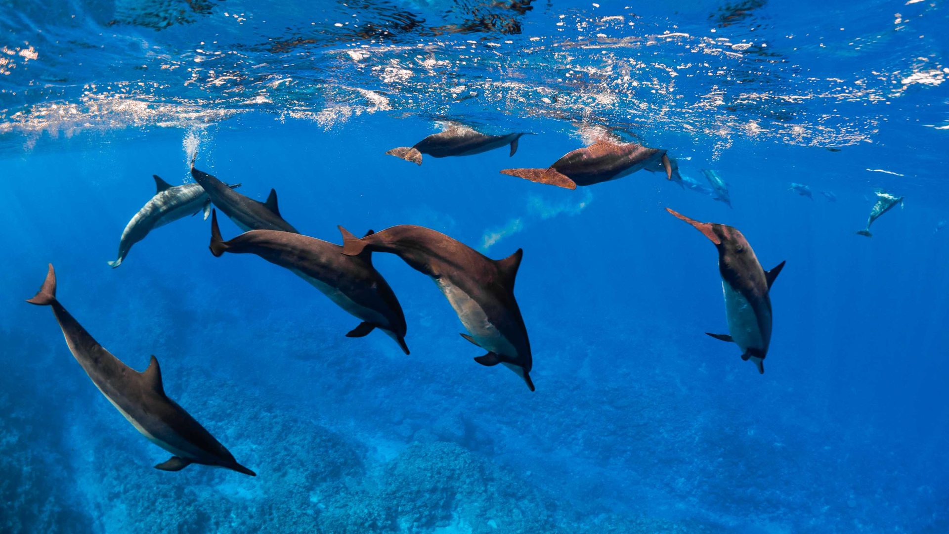 Dorsal fins, dark skies, and honey: Discovering the magic of Niue Island 