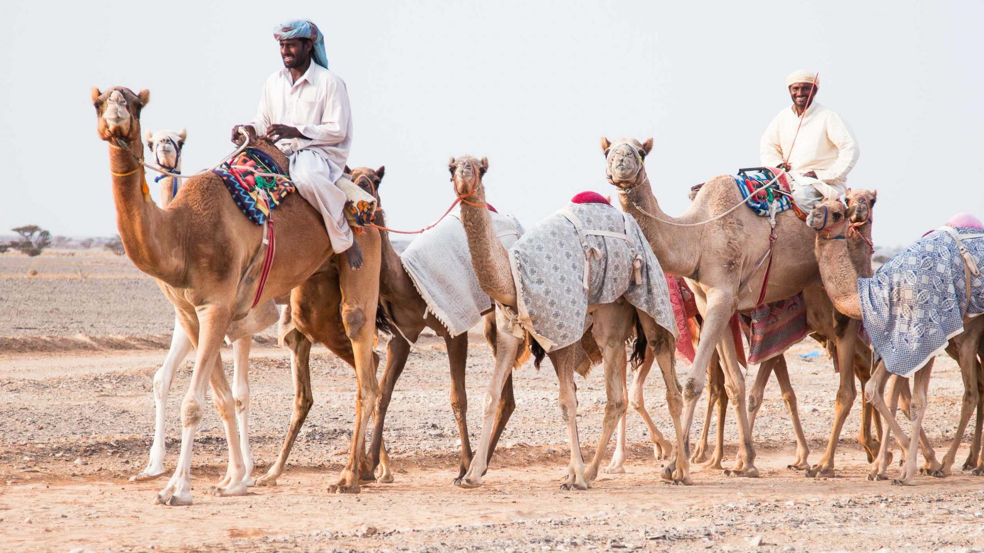 The ultimate travel companion? A beginner’s guide to shopping for a camel