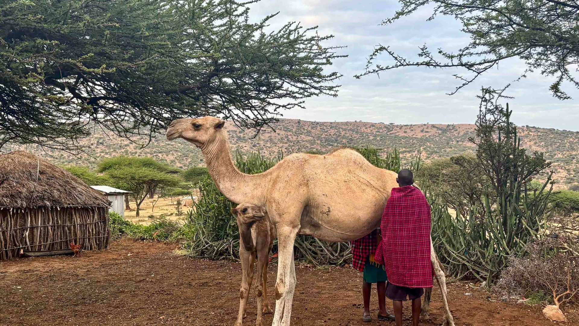 Why you might be seeing camels on your next Kenya safari