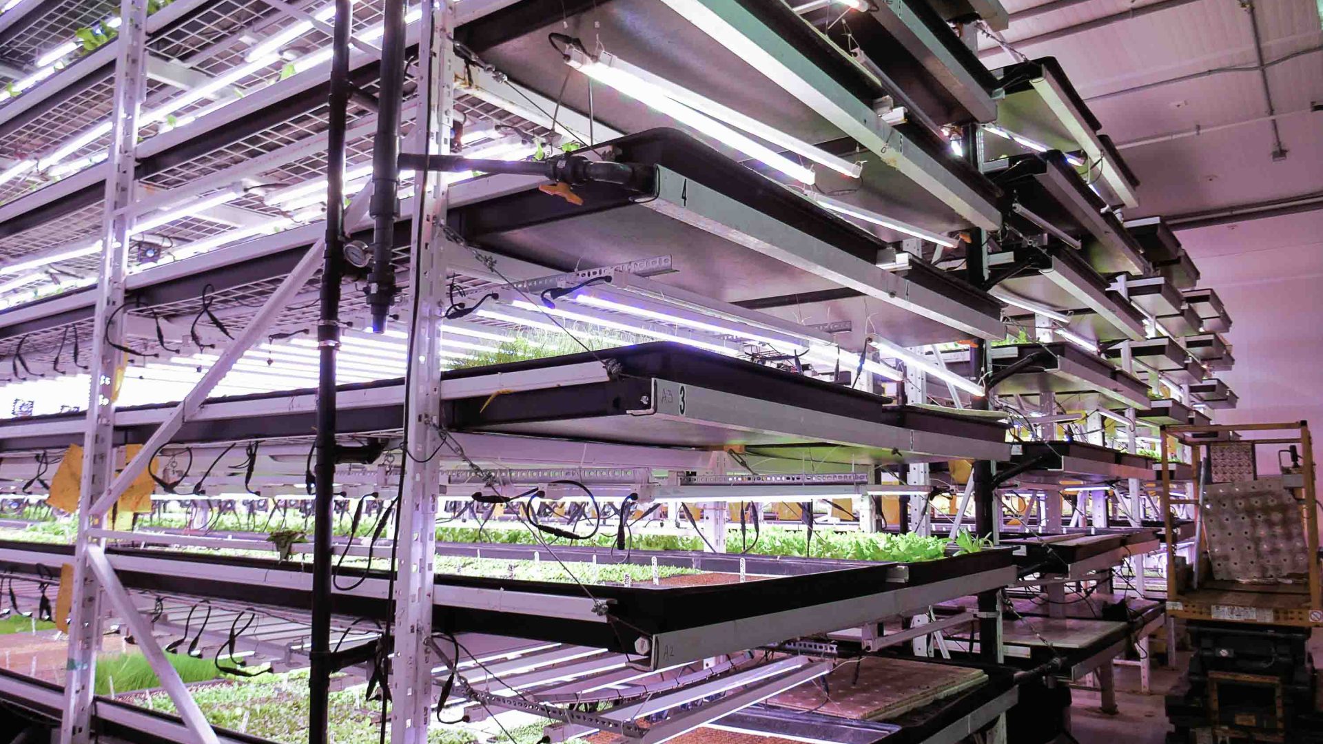 Vertical rows of plants growing under hydroponic lighting.