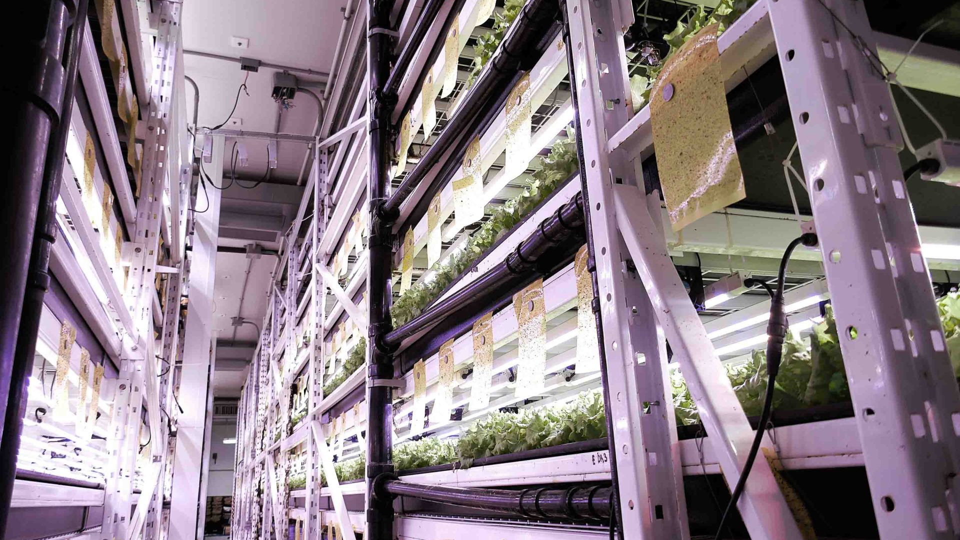 Vertical rows of plants growing under hydroponic lighting.