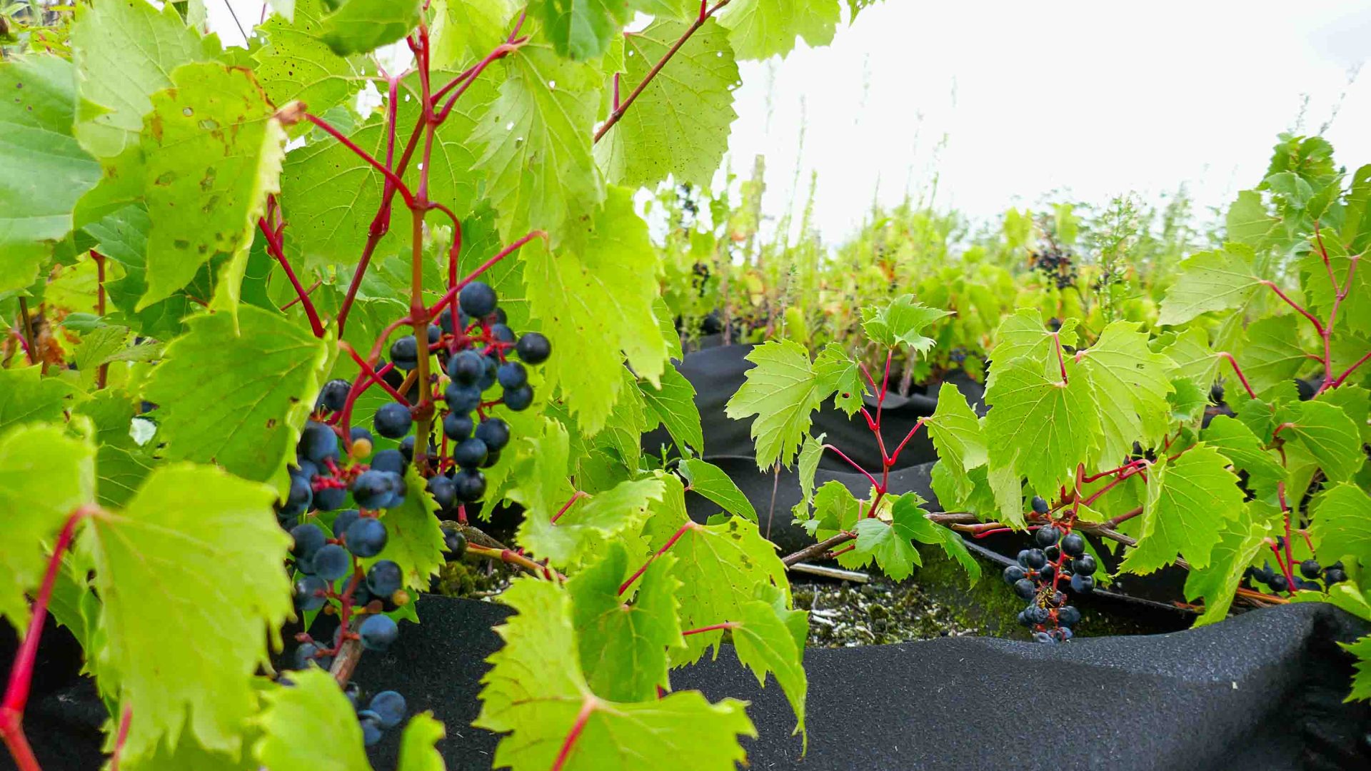 Grapes growing on a rooftop.