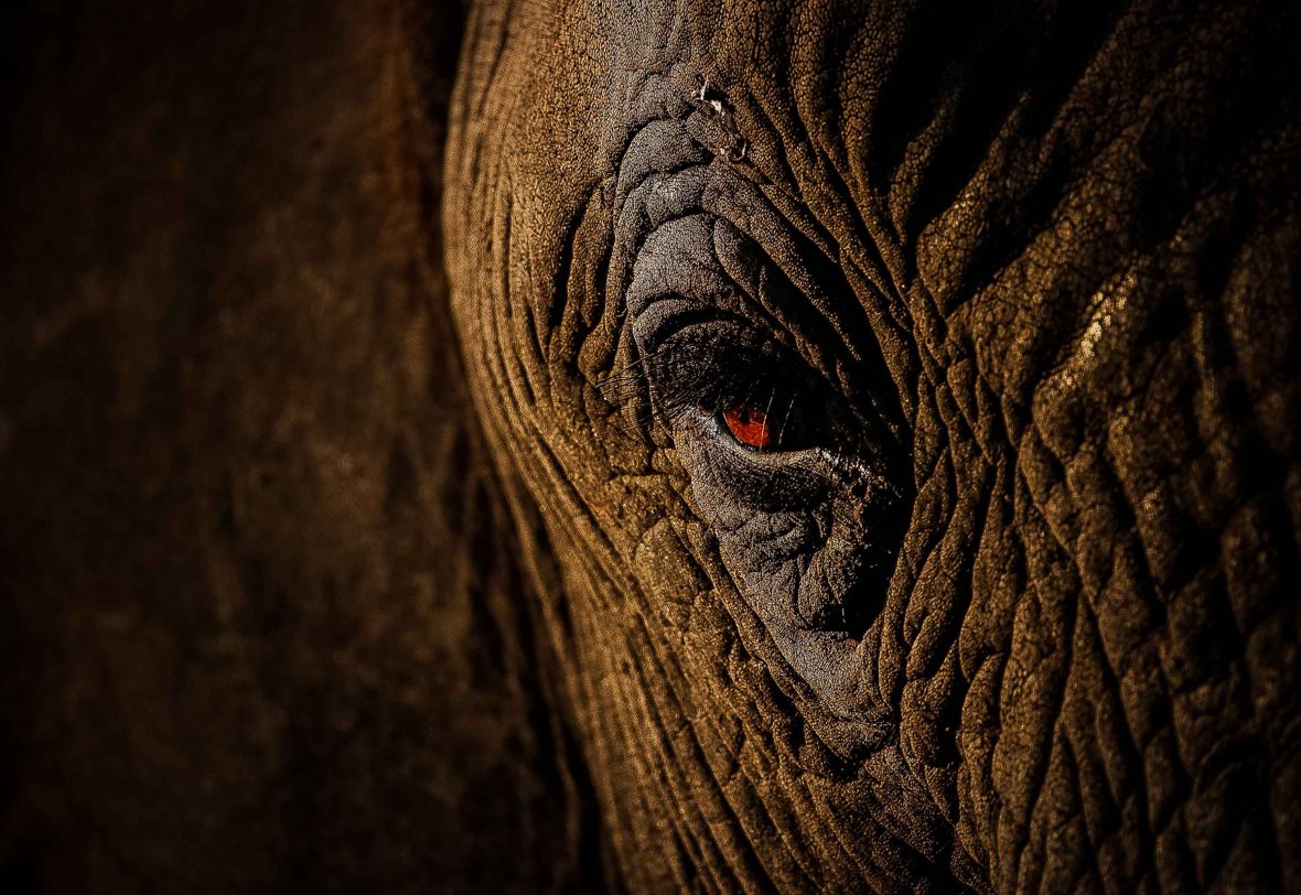 A close-up of an African elephant