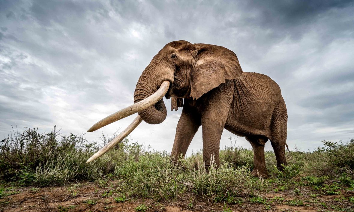 Demand for ivory is the main cause of elephant poaching,