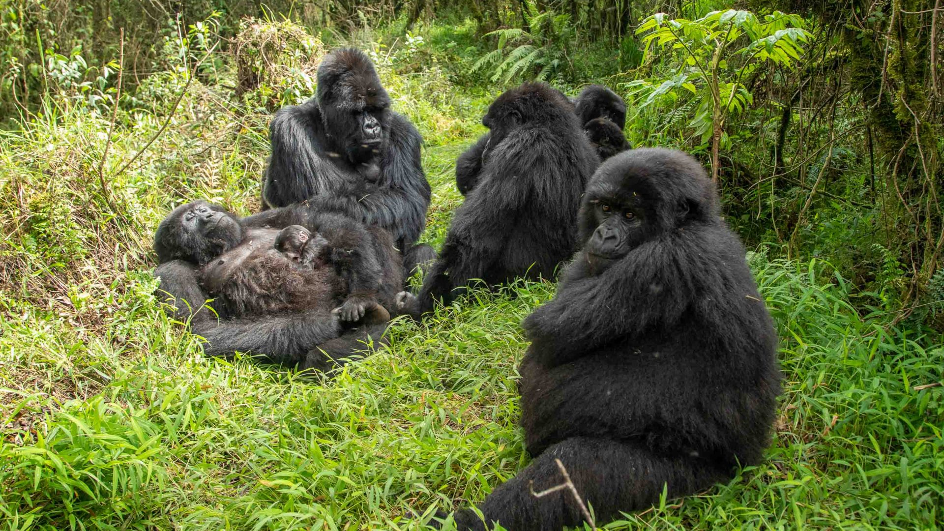 Mountain gorillas are found in Rwanda, Uganda and the Democratic Republic of Congo.