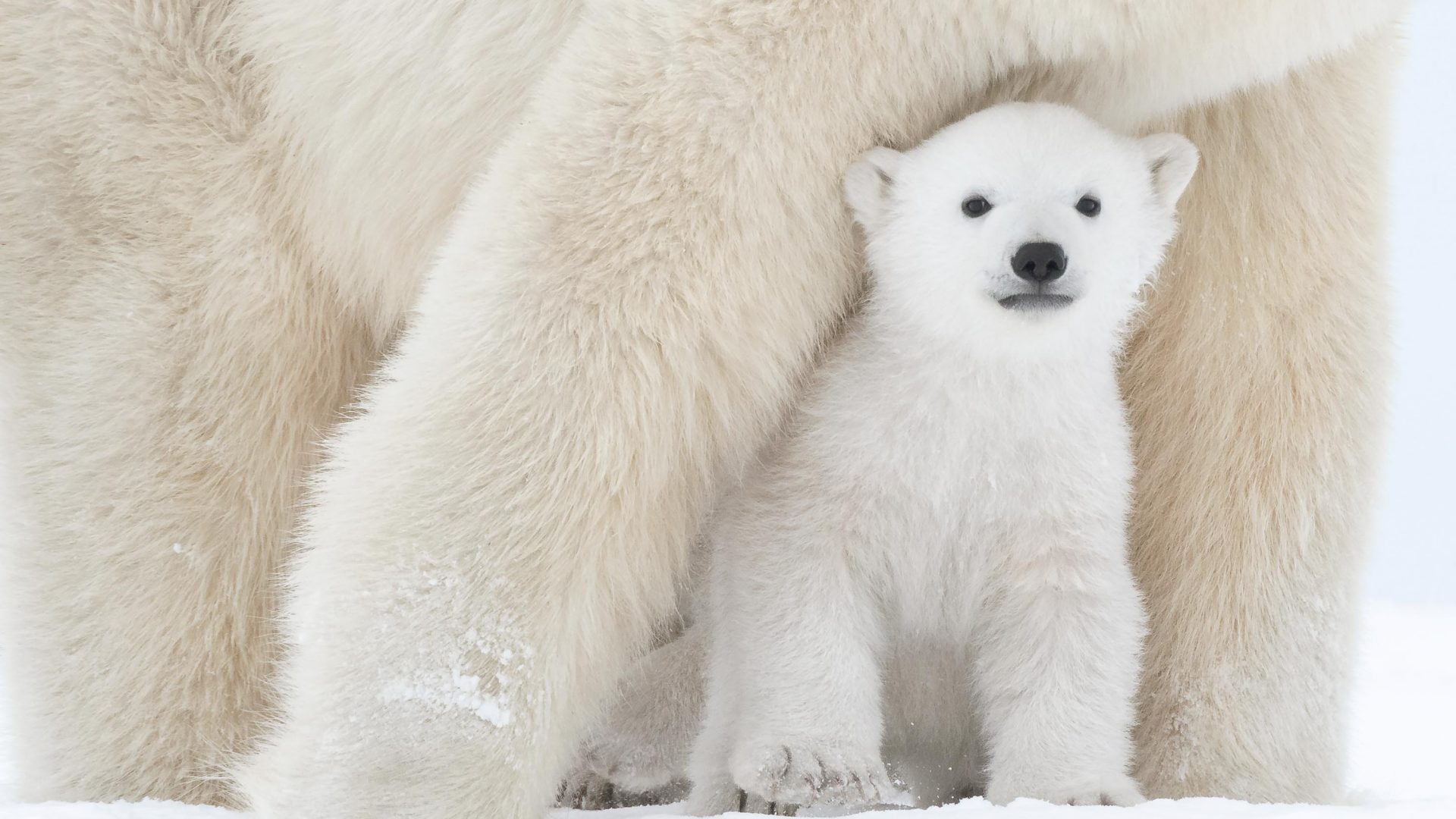 Habitat loss, climate change and pollution are all factors affecting polar bear populations.