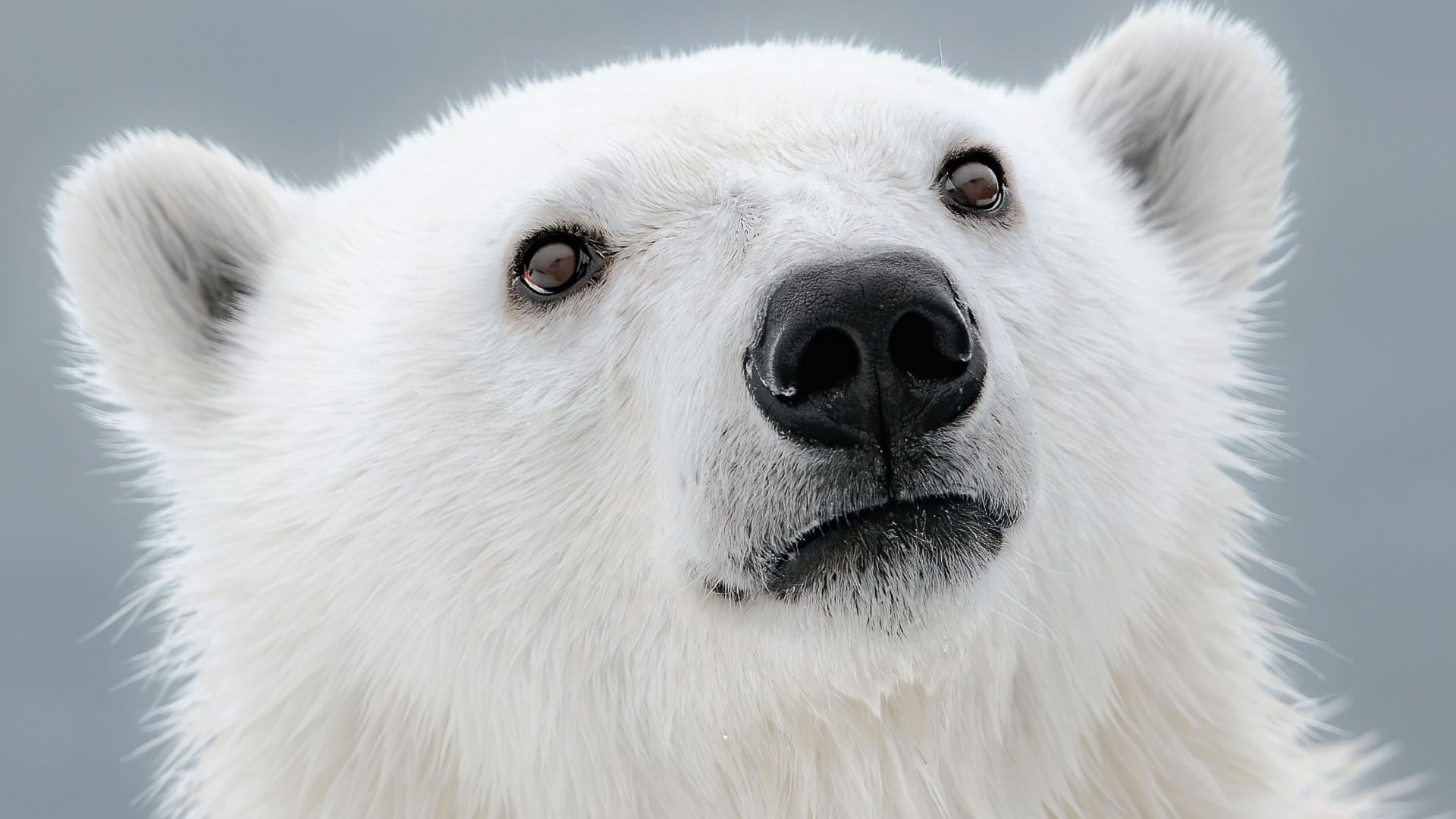 Habitat loss, climate change and pollution are all factors affecting polar bear populations.