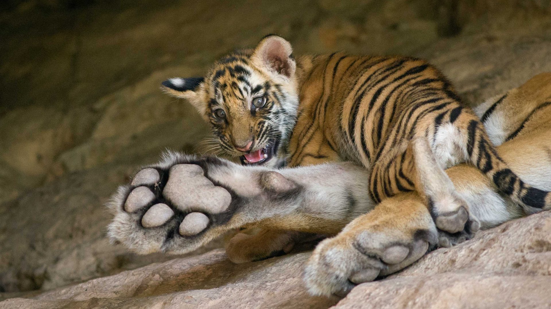 A tiger, one of the animals selected for the New Big 5.