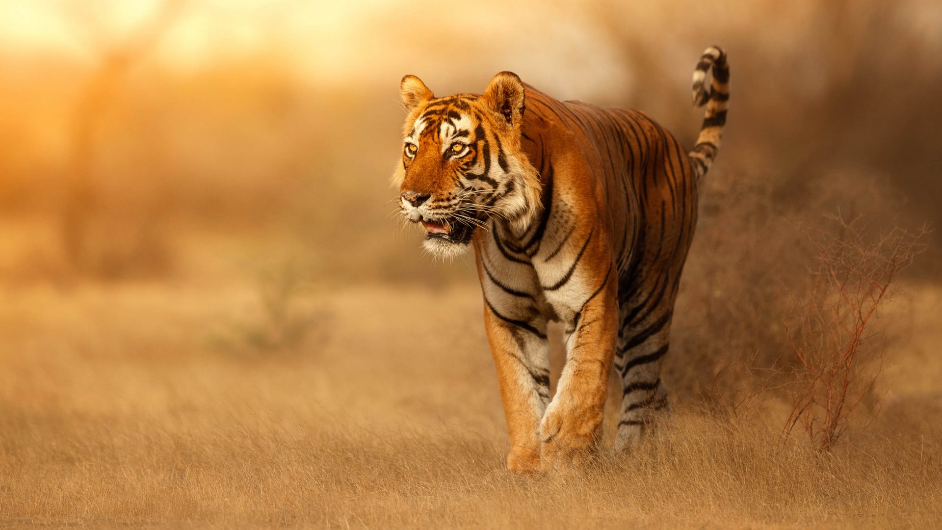 A tiger, one of the animals selected for the New Big 5.