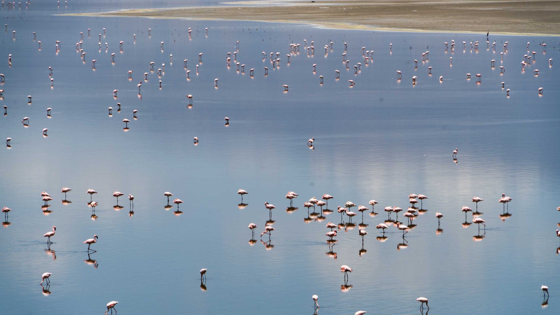 Thousands of Lesser flamingoes dot the water of Lake Natron.