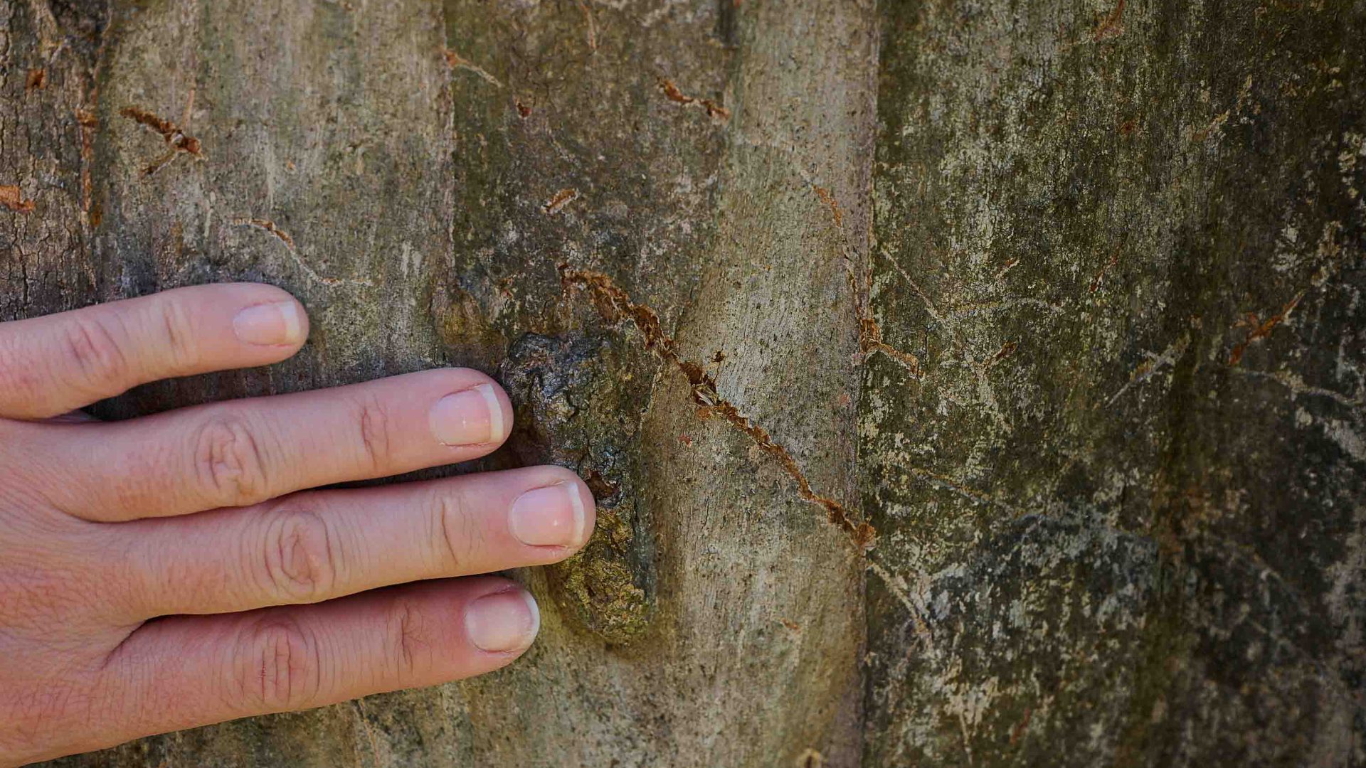 A hand touches the scratches on the trunk of a tree from a koala.