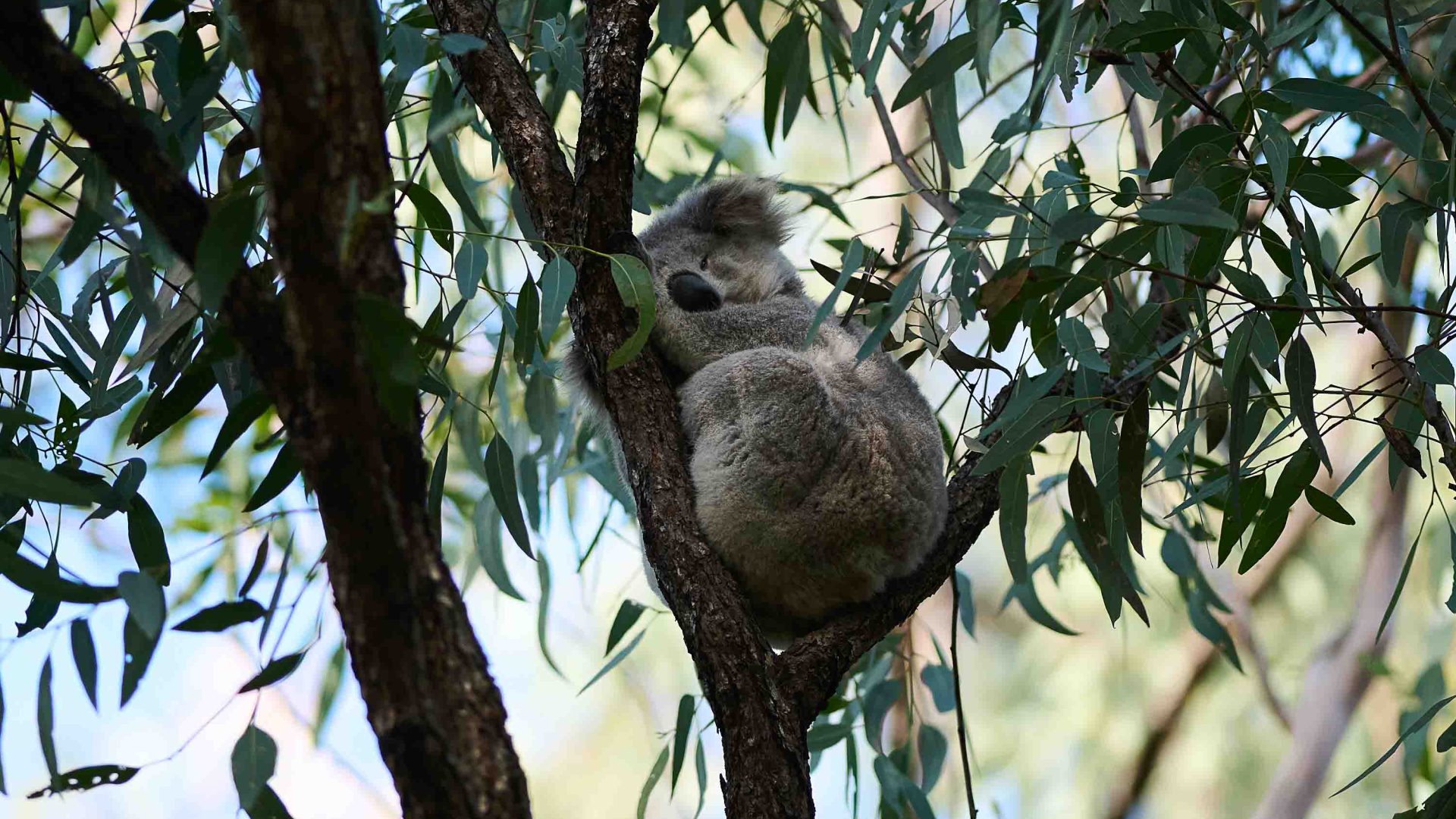 A koala in the branches of a eucalyptus tree.