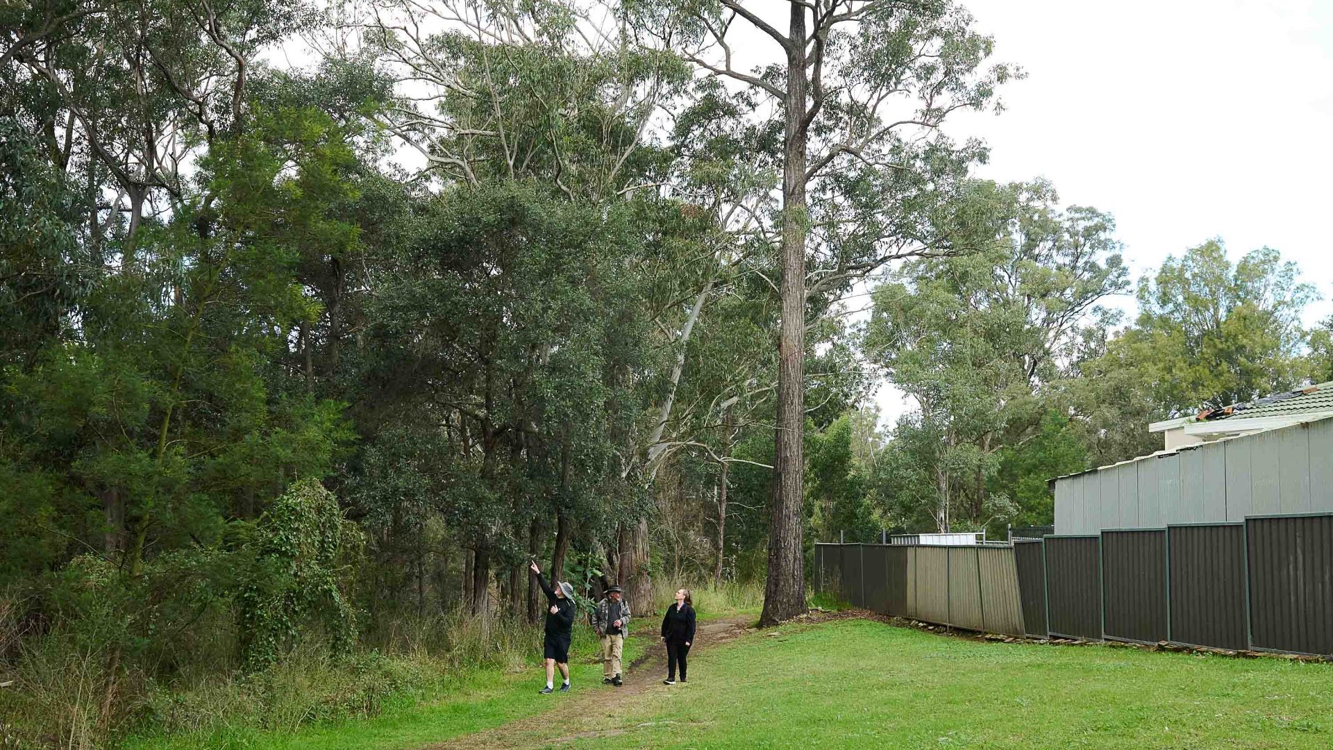 Three people walk along a suburban yet eucalyptus lined path.