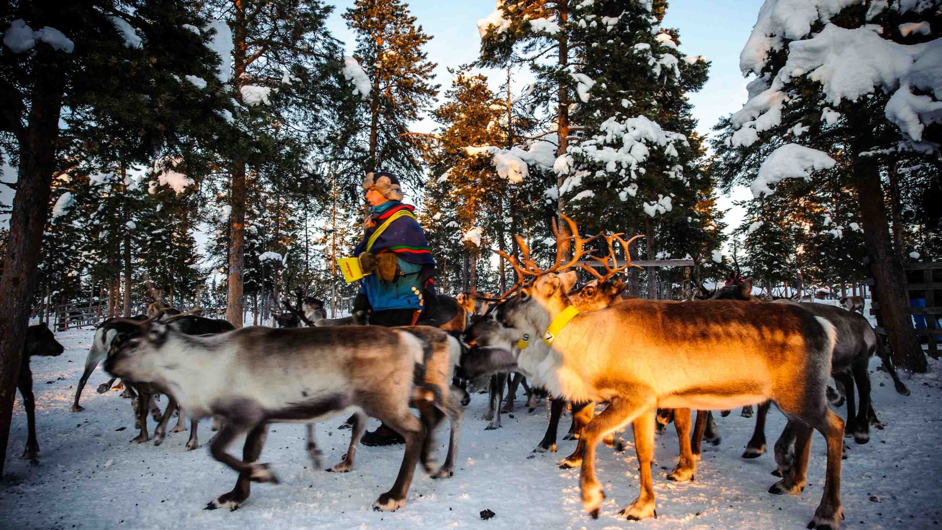 The sun sets in the small village of Jukkasjärvi, Sweden’s northernmost town casting a beautiful light on the reindeers.