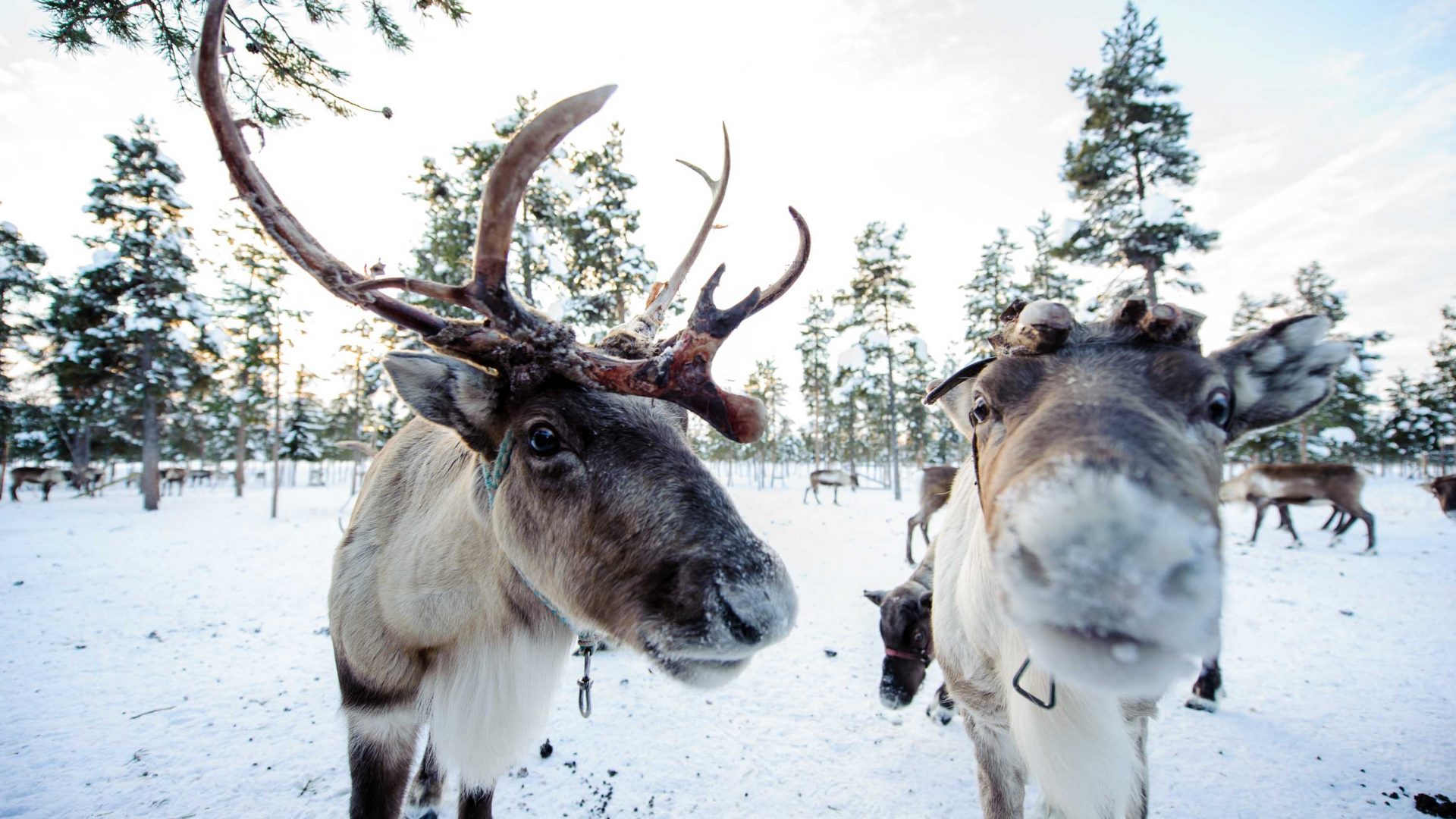 Reindeer at Nutti Sámi Siida, a company which organizes experiences that bring travelers closer to reindeer and the Sami culture.