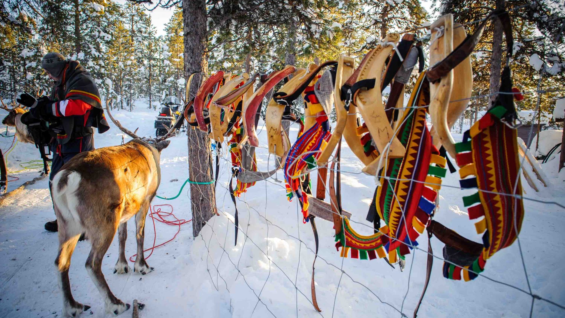 A reindeer stands next to the saddles used with sleds in the North of Sweden. Males, which are typically stronger, are most frequently used to pull sleds.