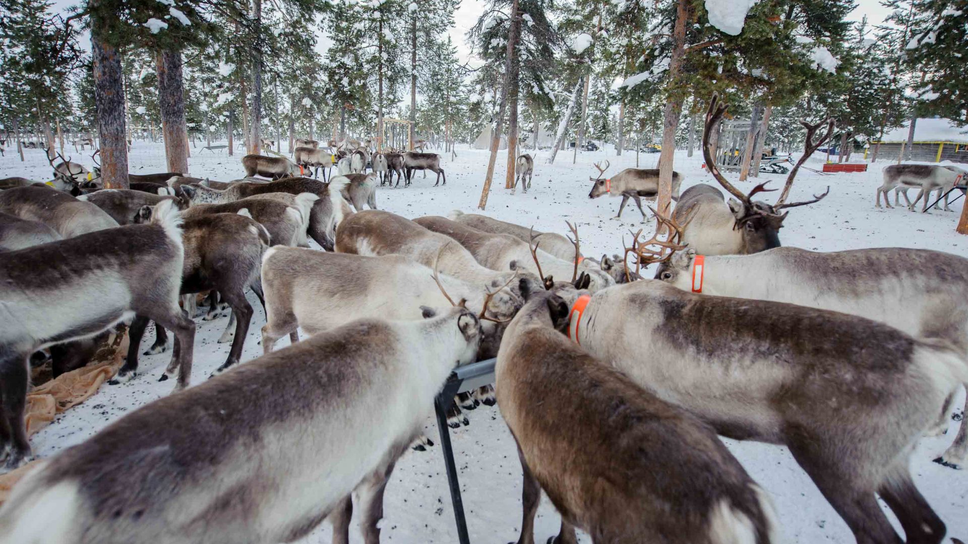 Reindeer at Nutti Sámi Siida, a company which organizes experiences that bring travelers closer to reindeer and the Sami culture.