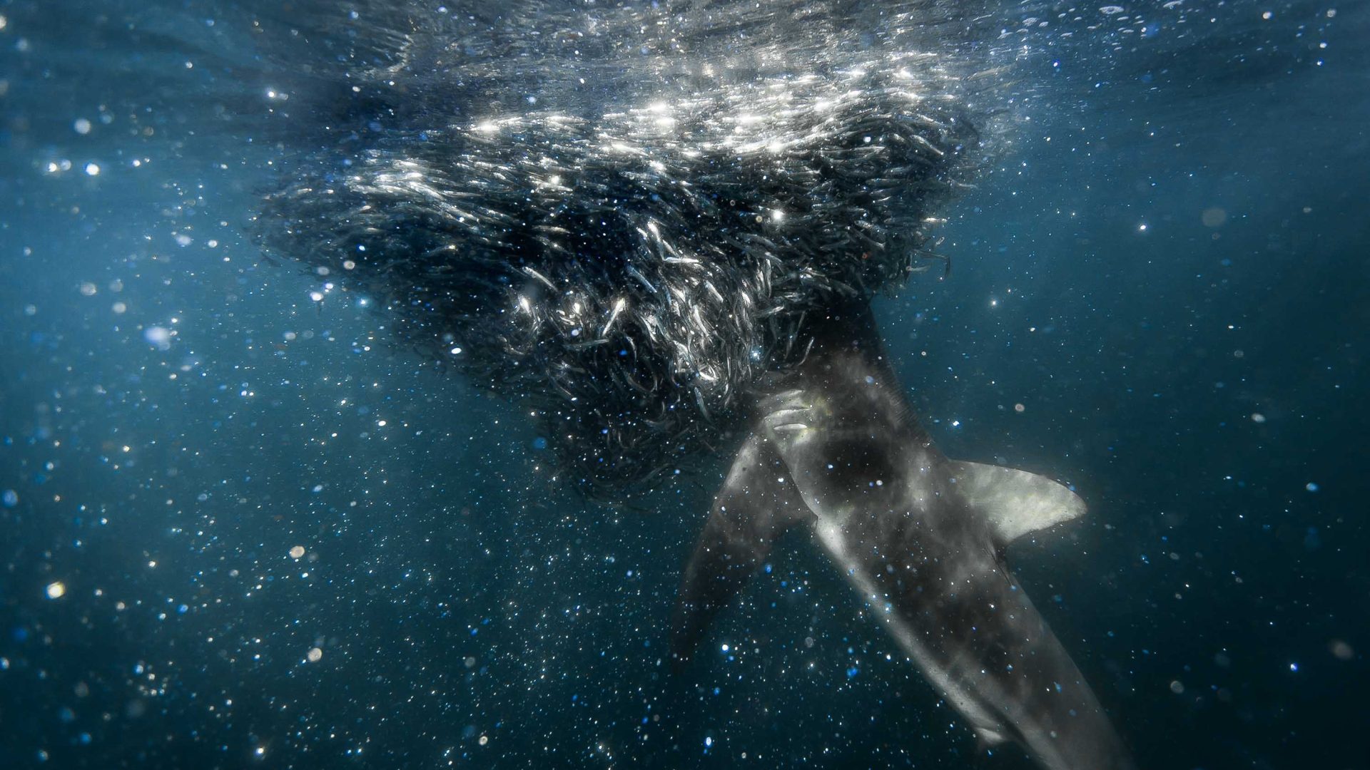 A shark goes to eat a group of sardines.