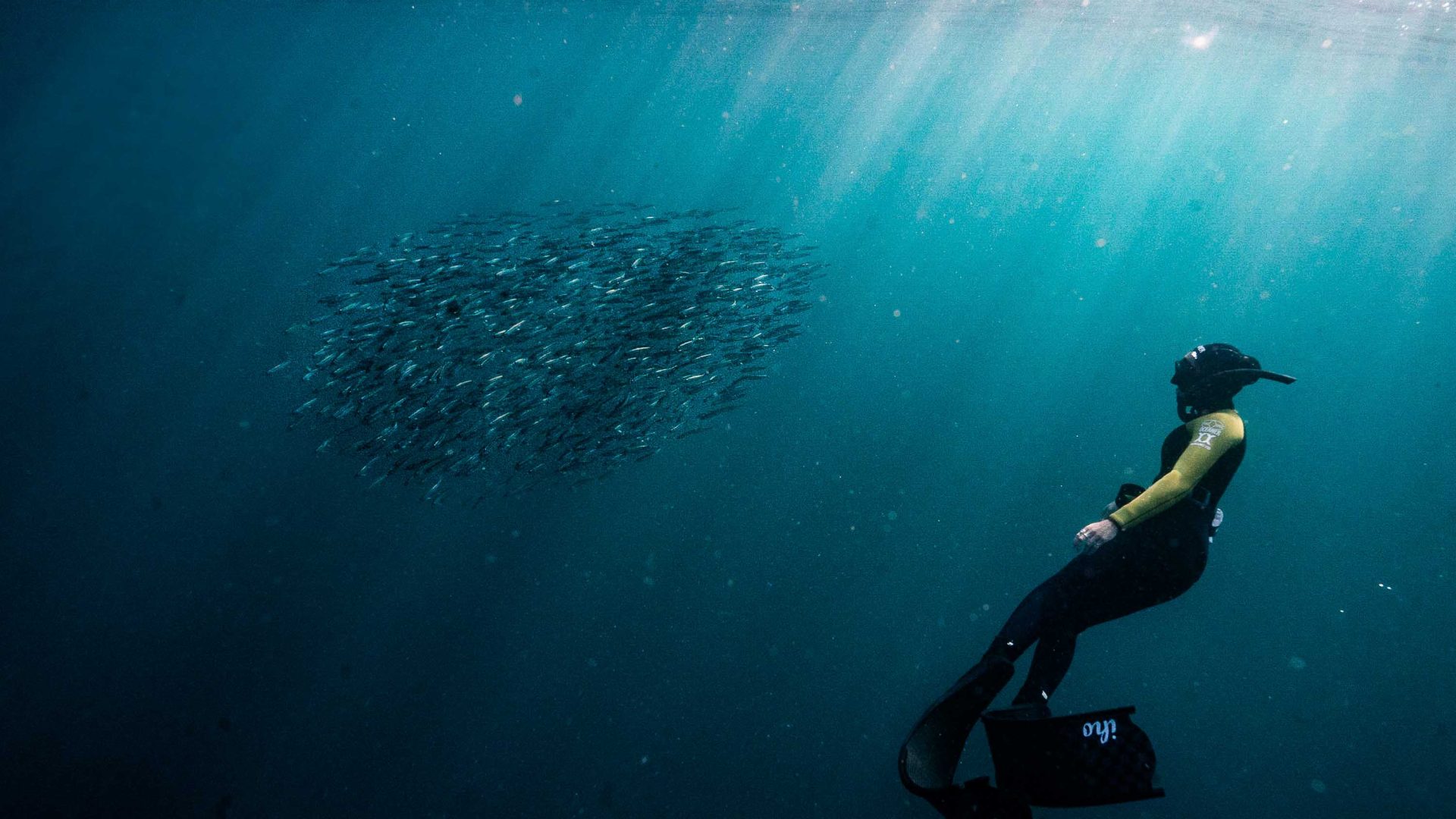 Schools of sardines swimming, watched on my a scuba diver.