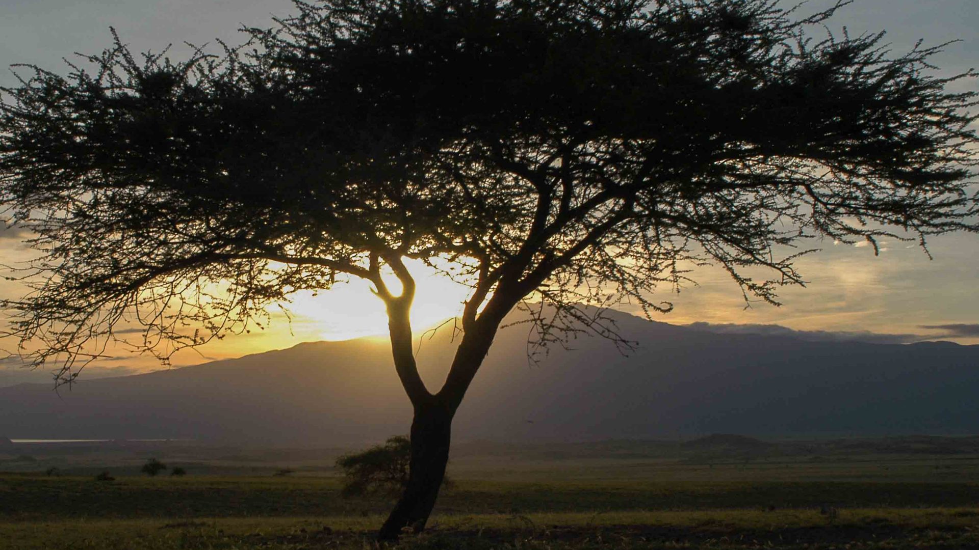 An Acacia tree in the soft light.